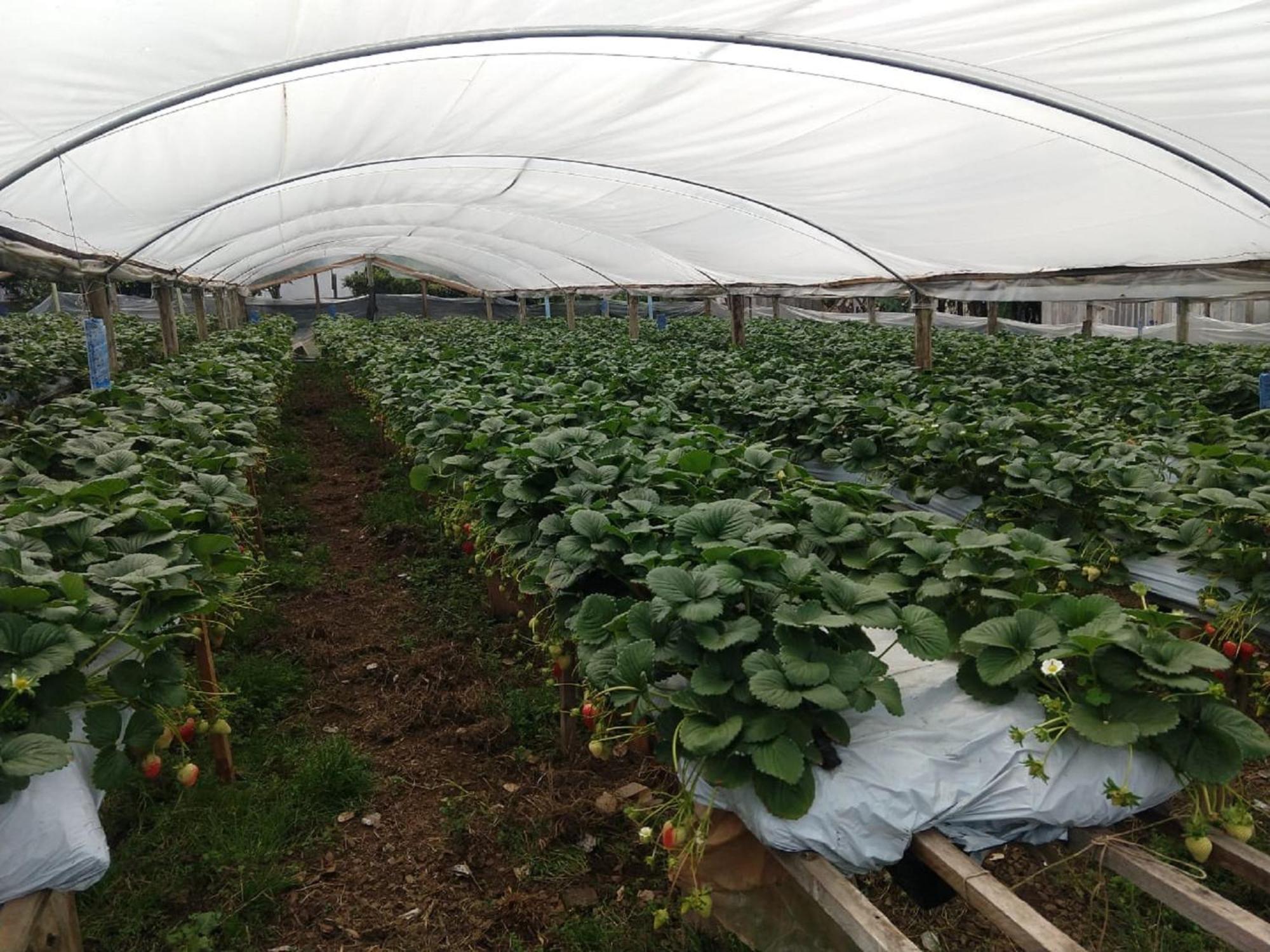Pousada do Valle, Serra Gaúcha, Vale dos Vinhedos - RS