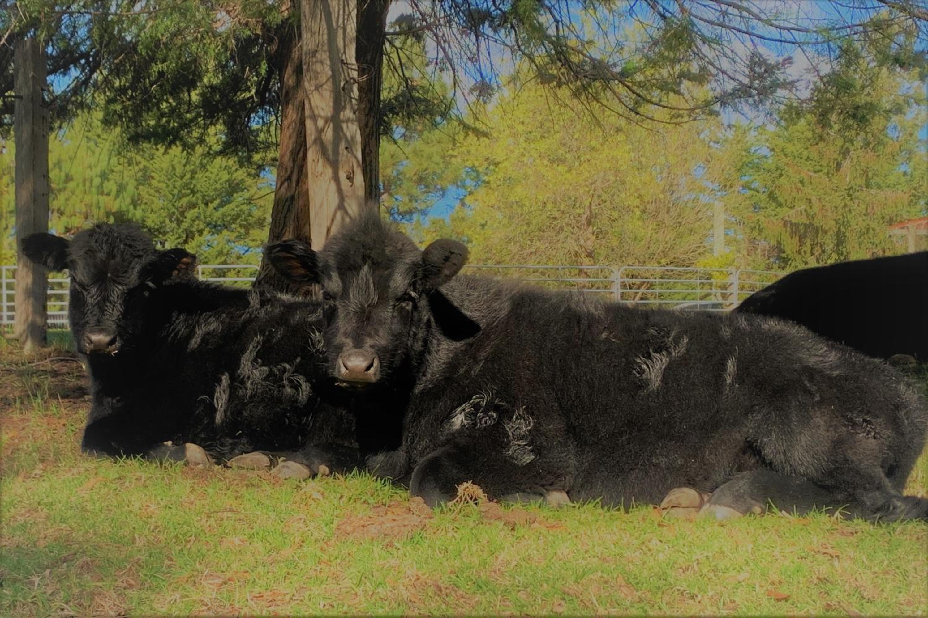 Farm Stay & Iconic Water Views - 32 Zachary Drive