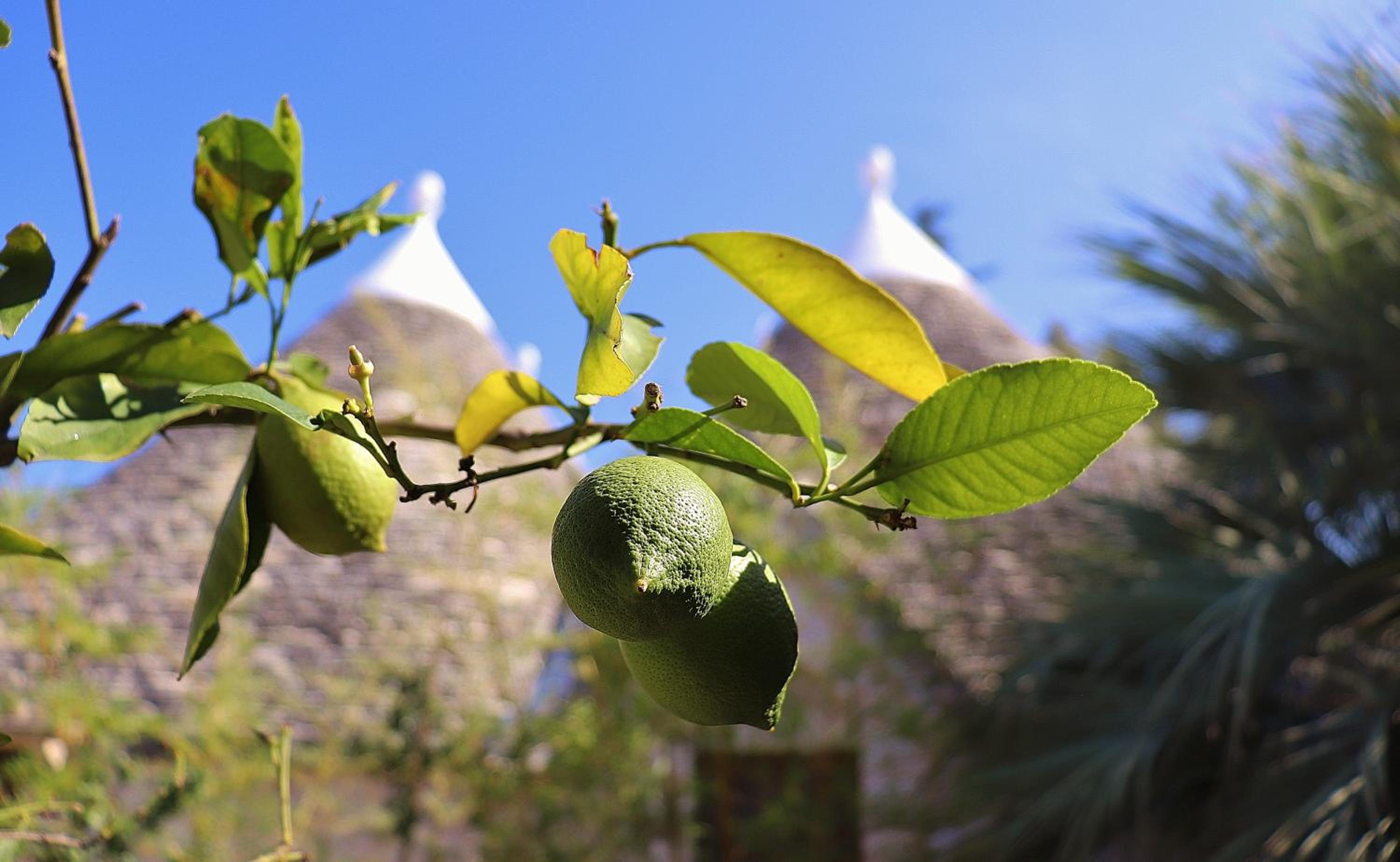 Trulli and Nature photo 5