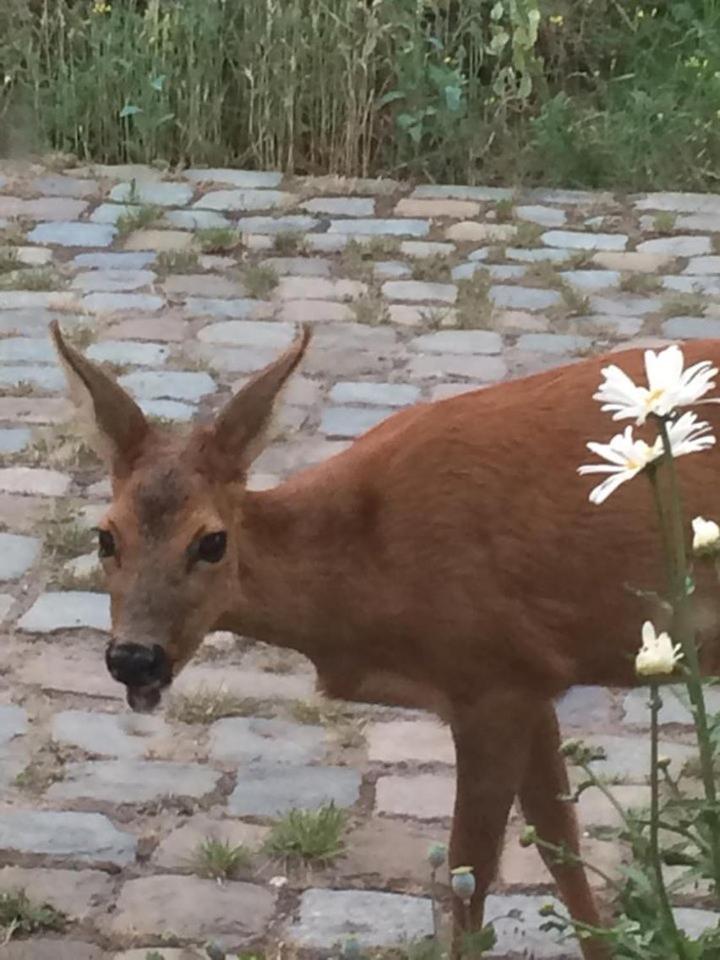 Slaaphuisje Het vliegend varken