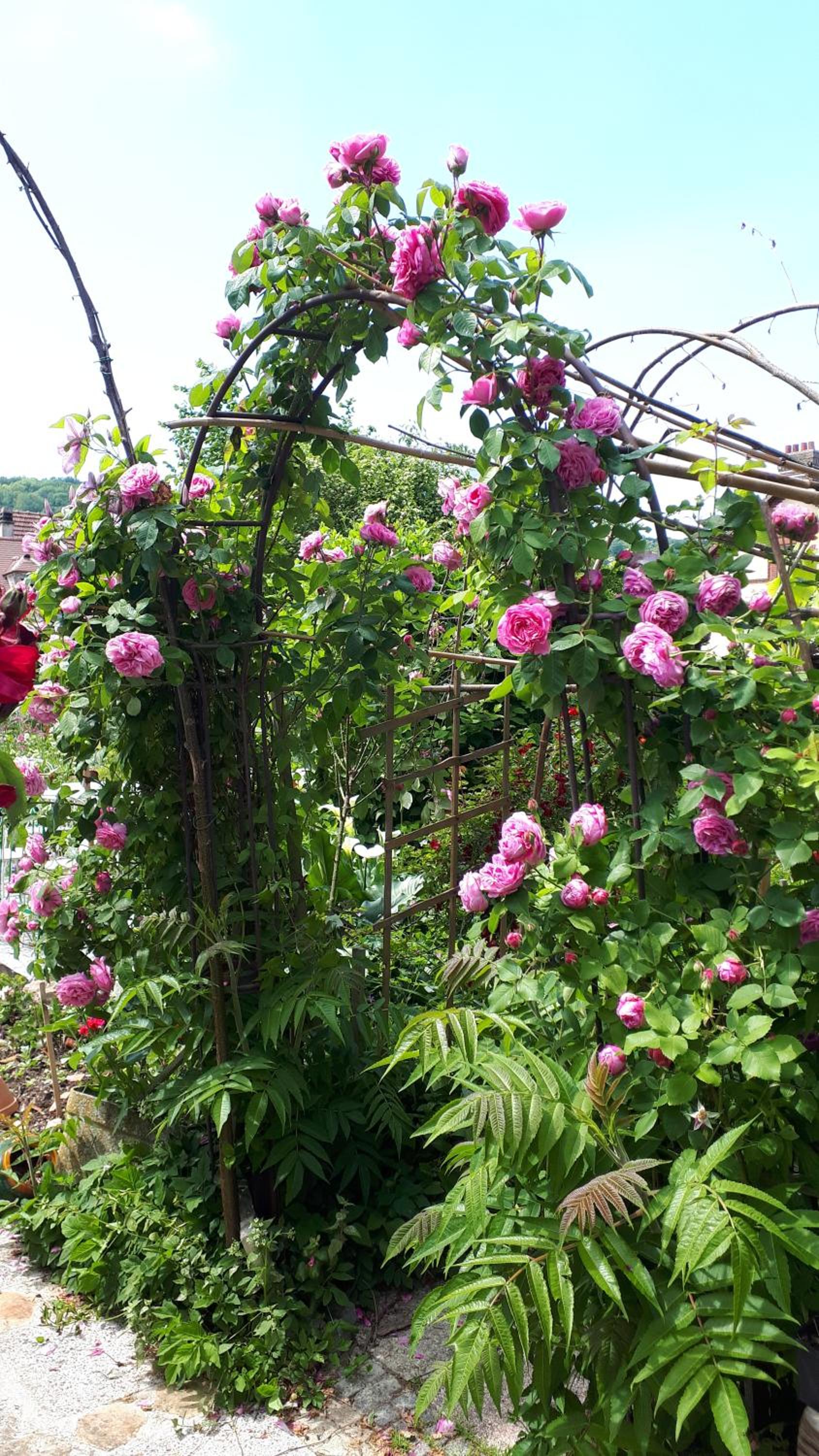 Le Jardin des Merveilles view 3