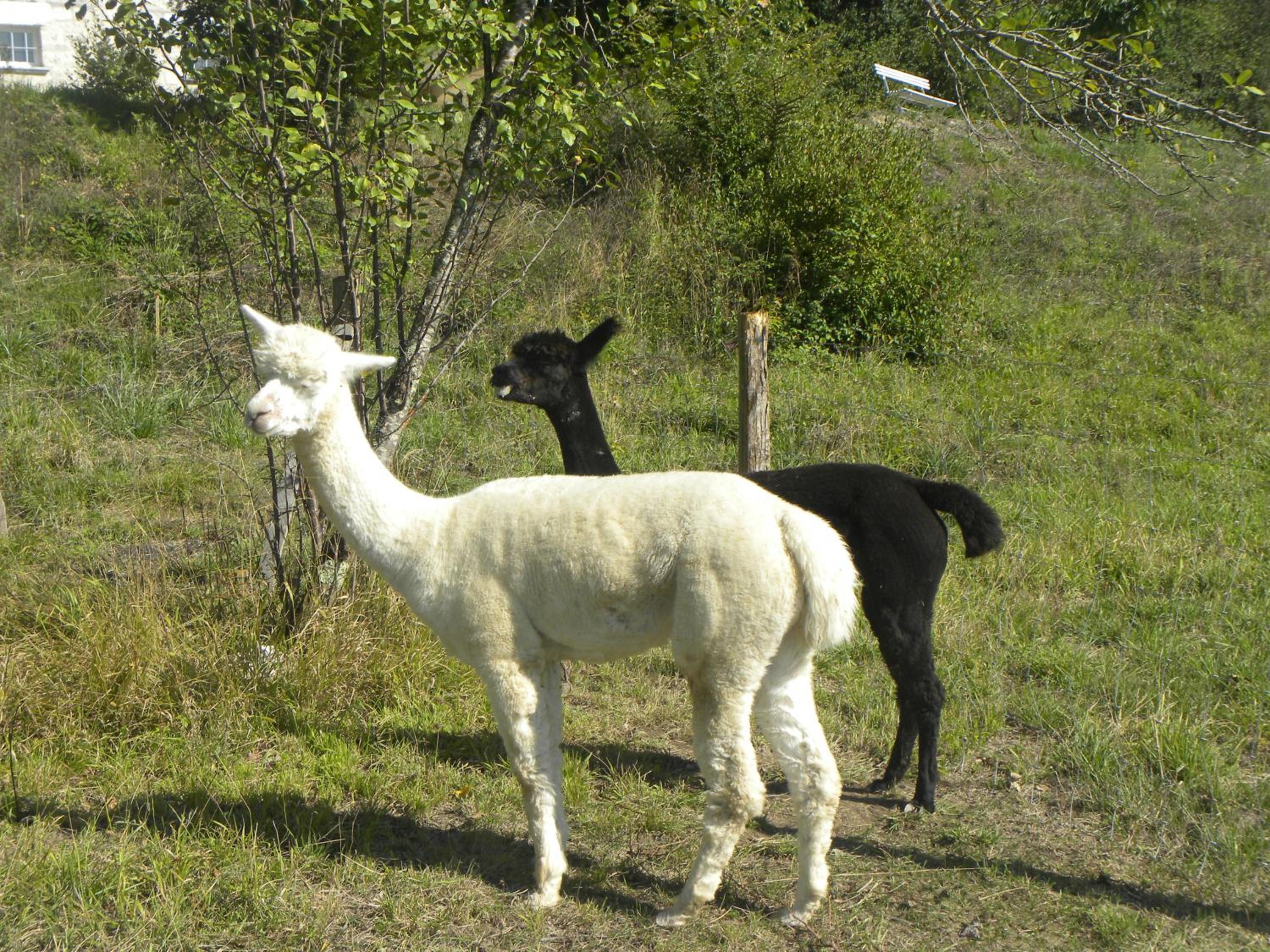 Taillefer