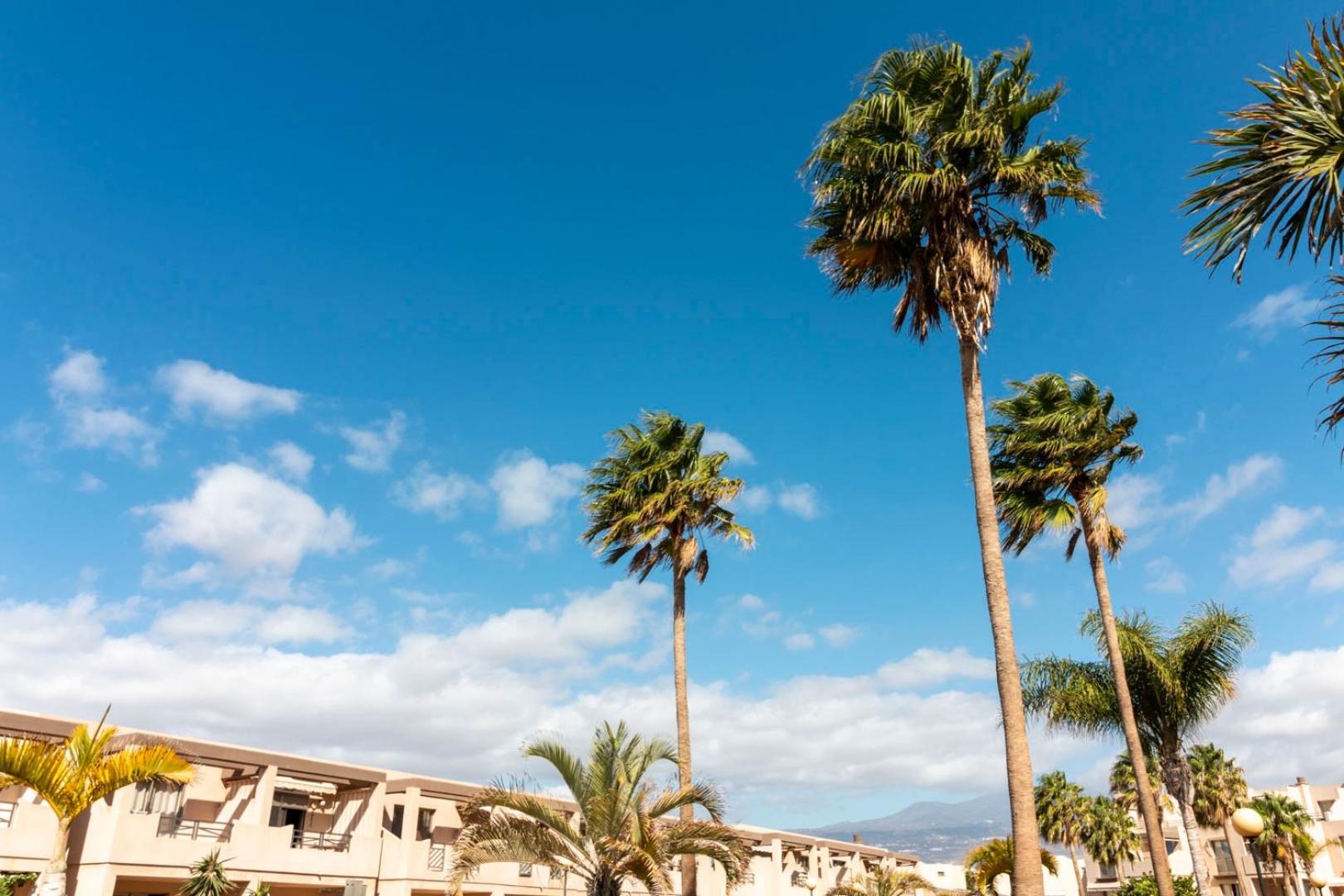 HomeForGuest Spacious and bright flat on the beach La Tejita view 4