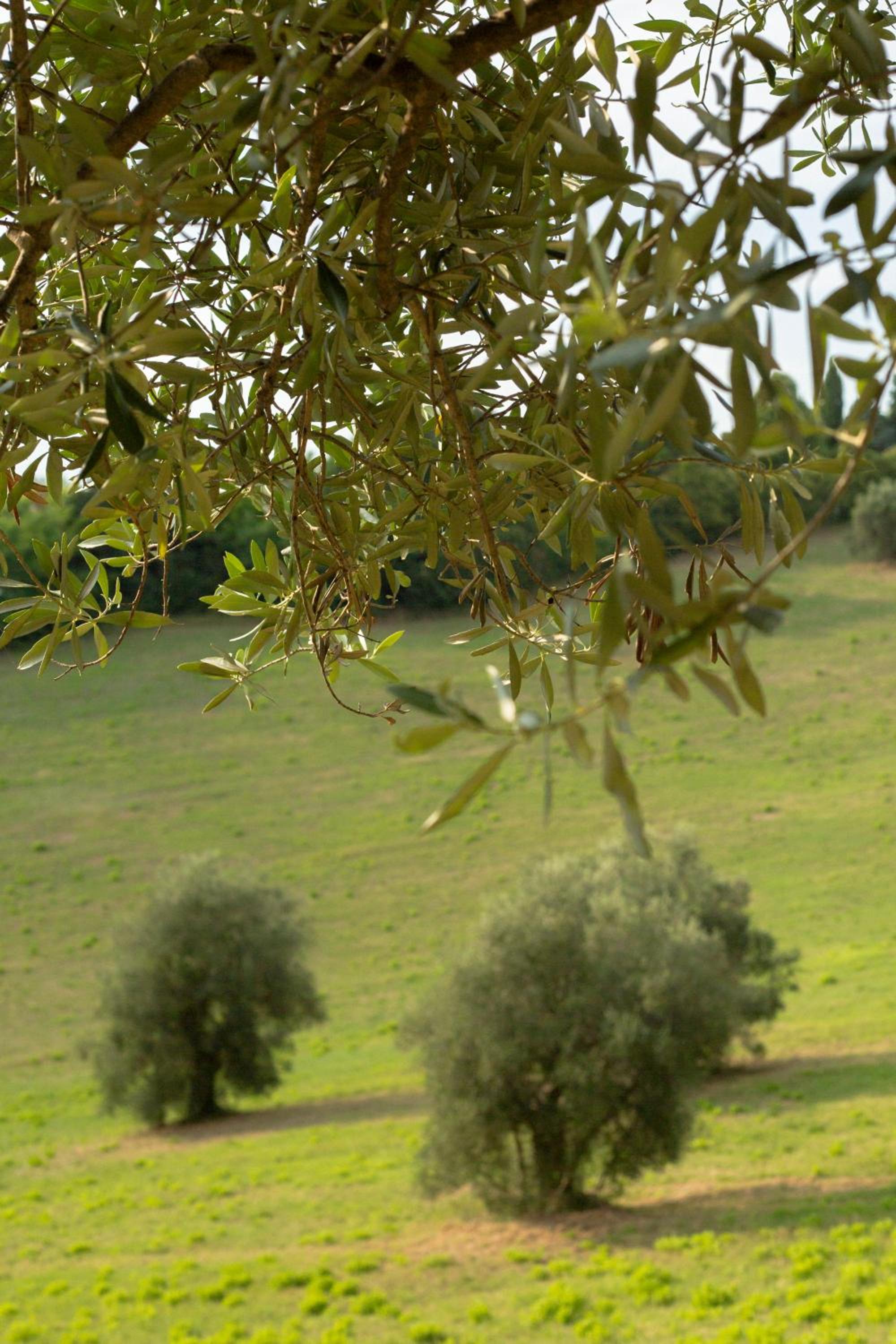San Rocco Country House view 4
