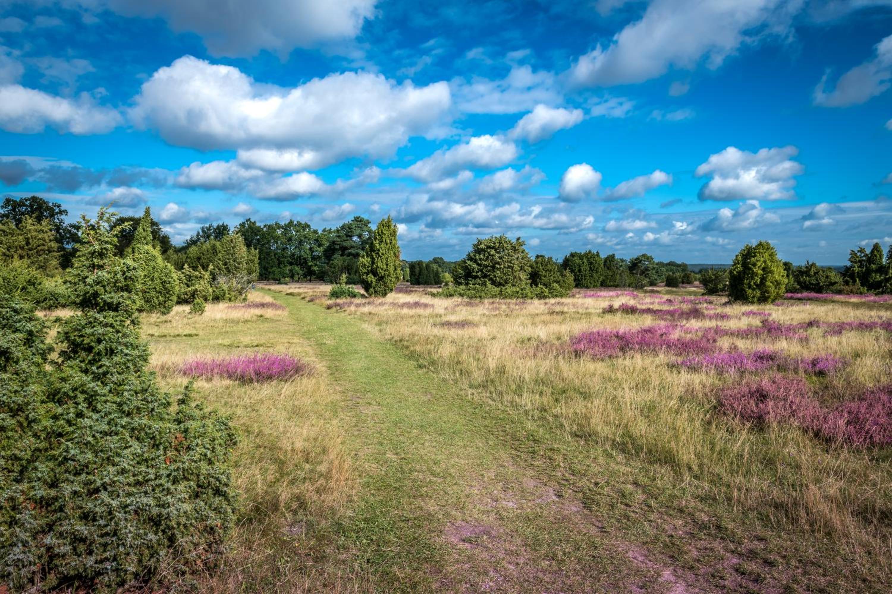 Ferienwohnung Heide View