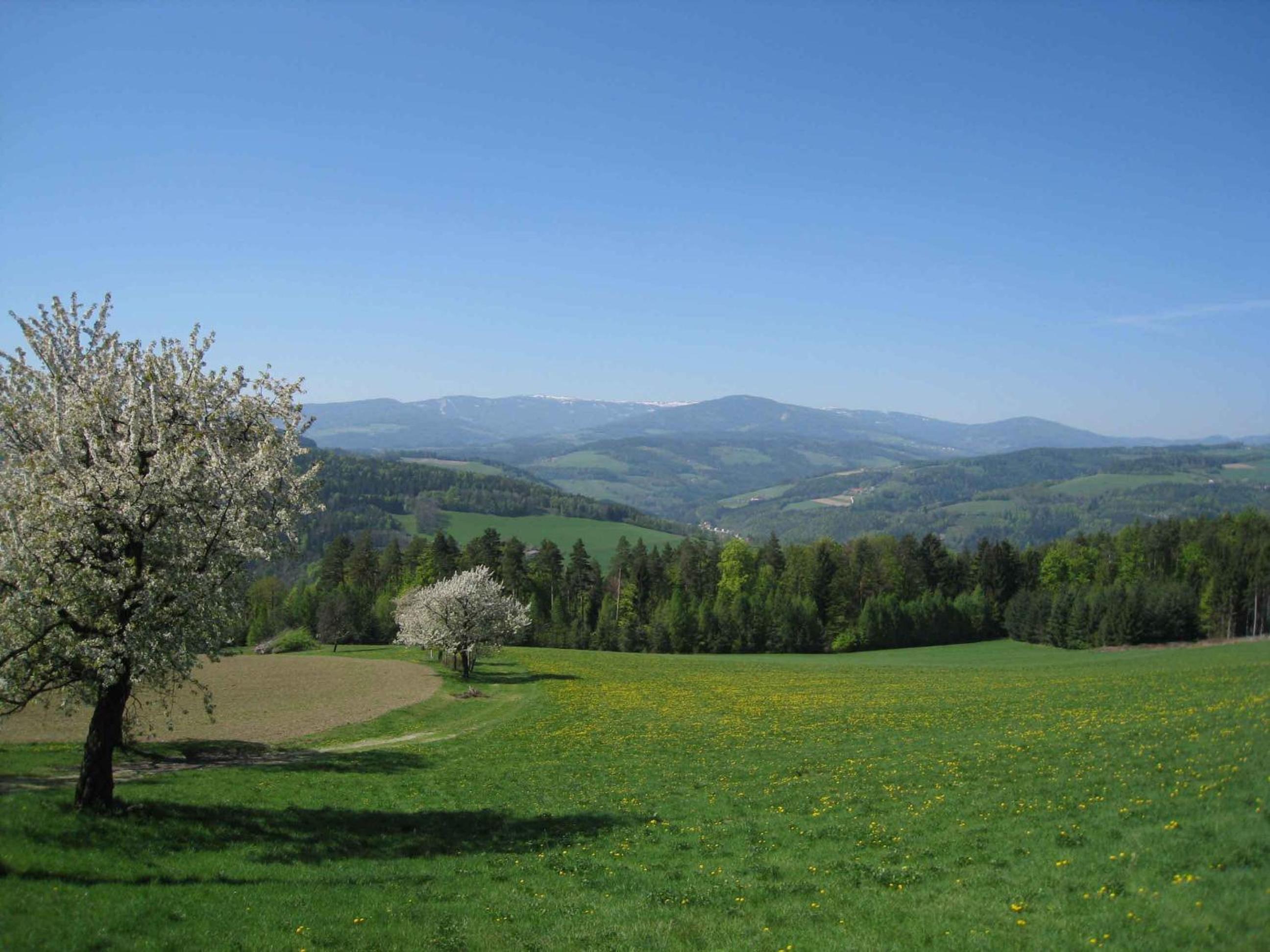 Wachahof