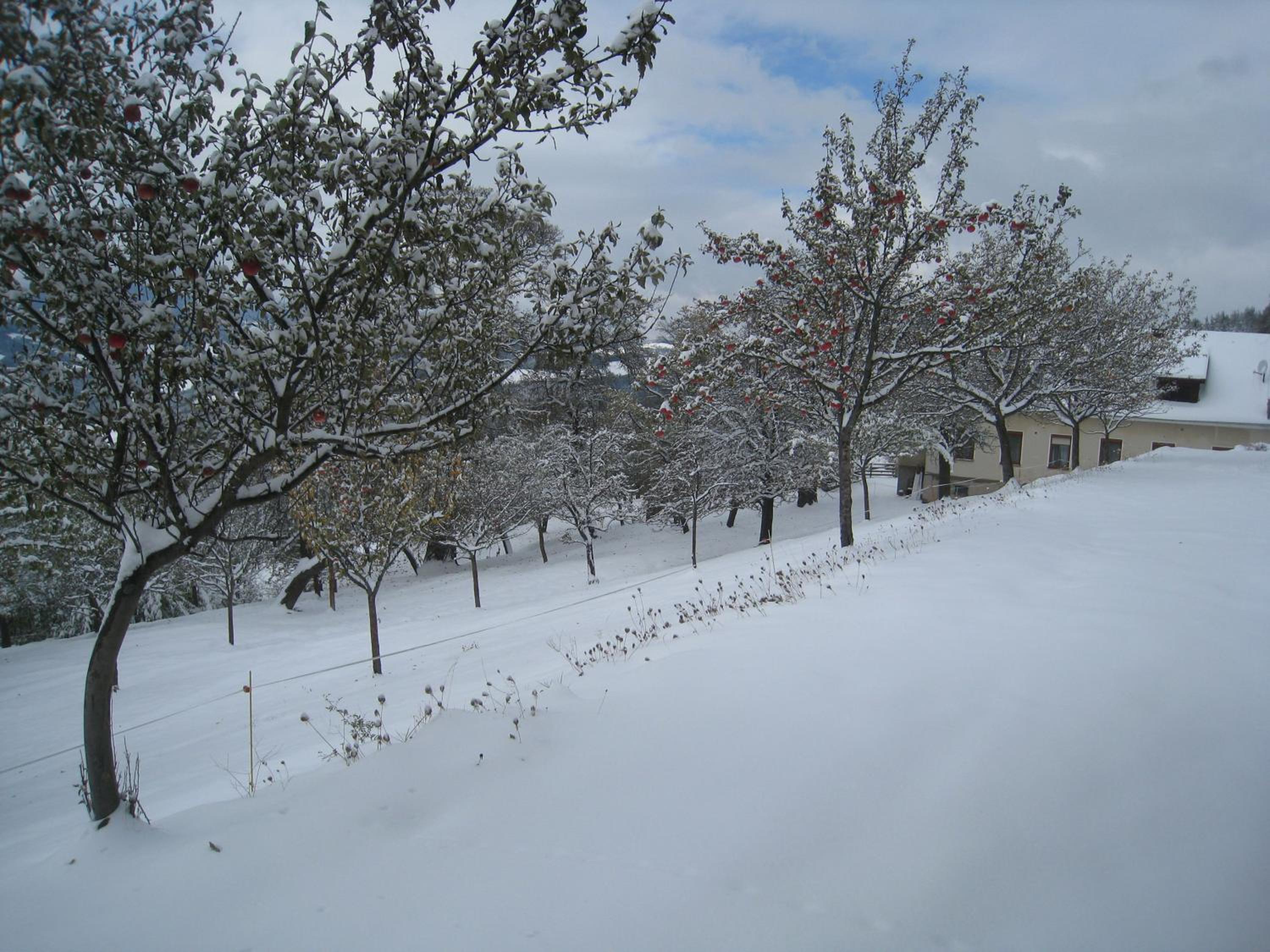 Wachahof
