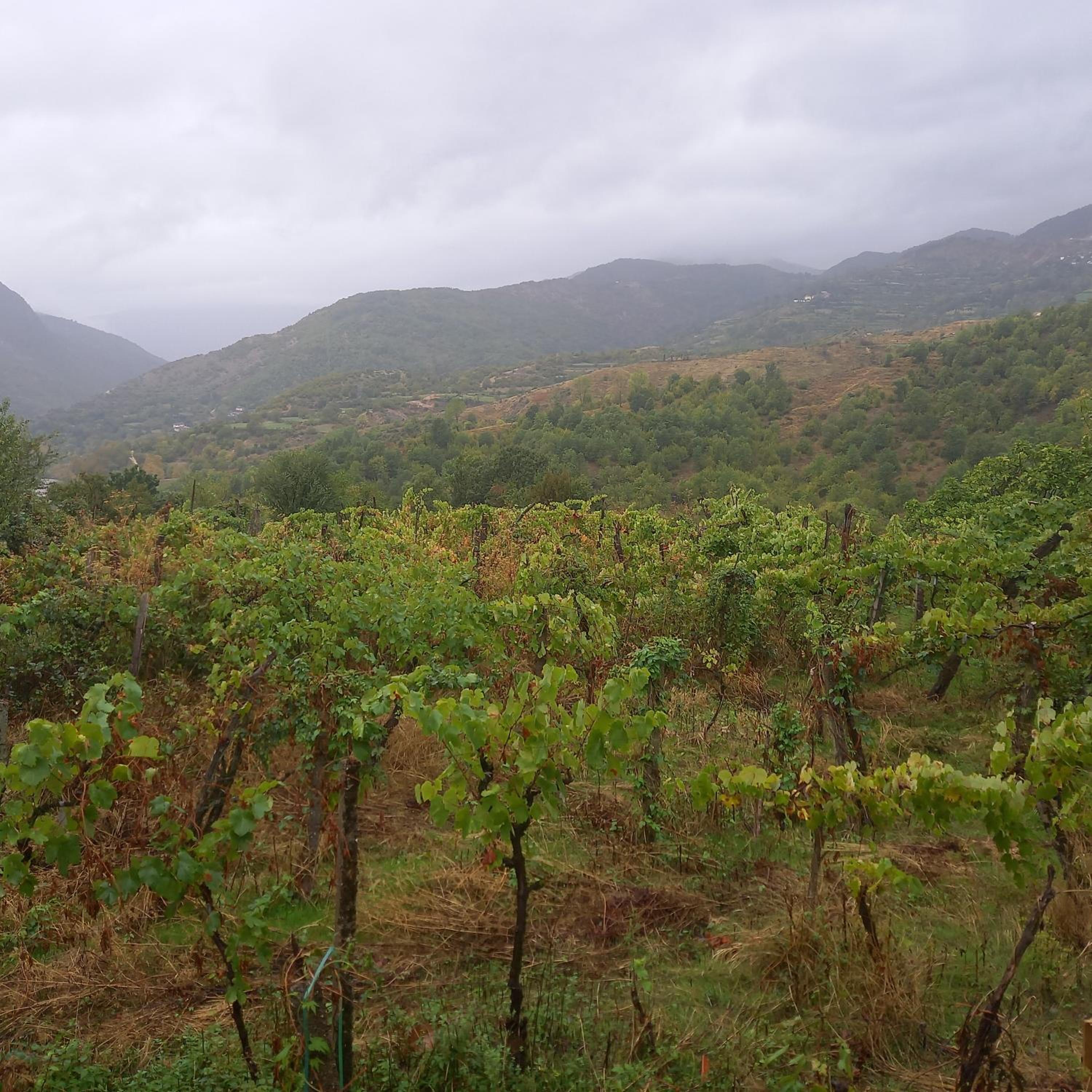 VILA DISHA