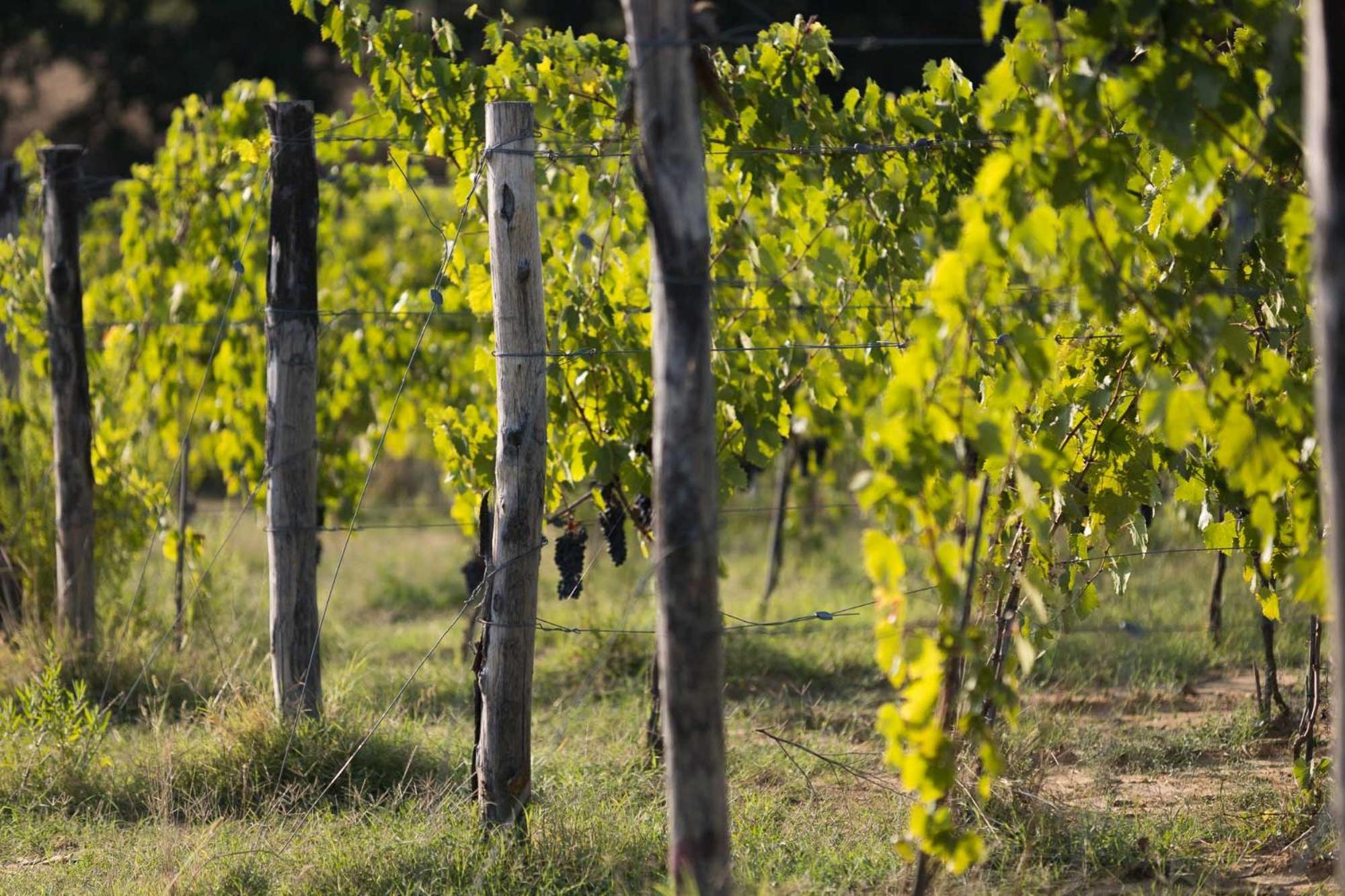 Agriturismo Le Baccane