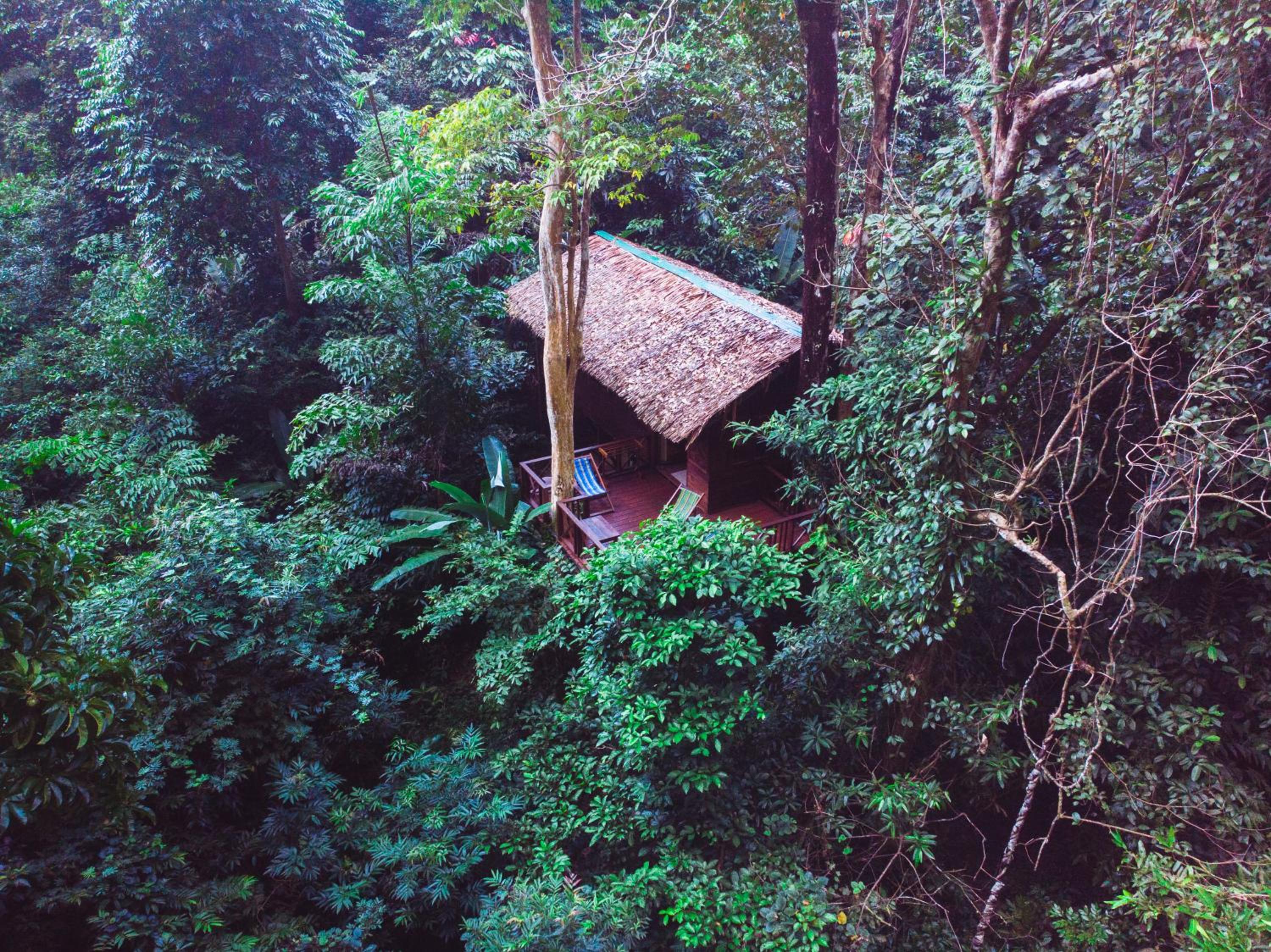 Our Jungle House