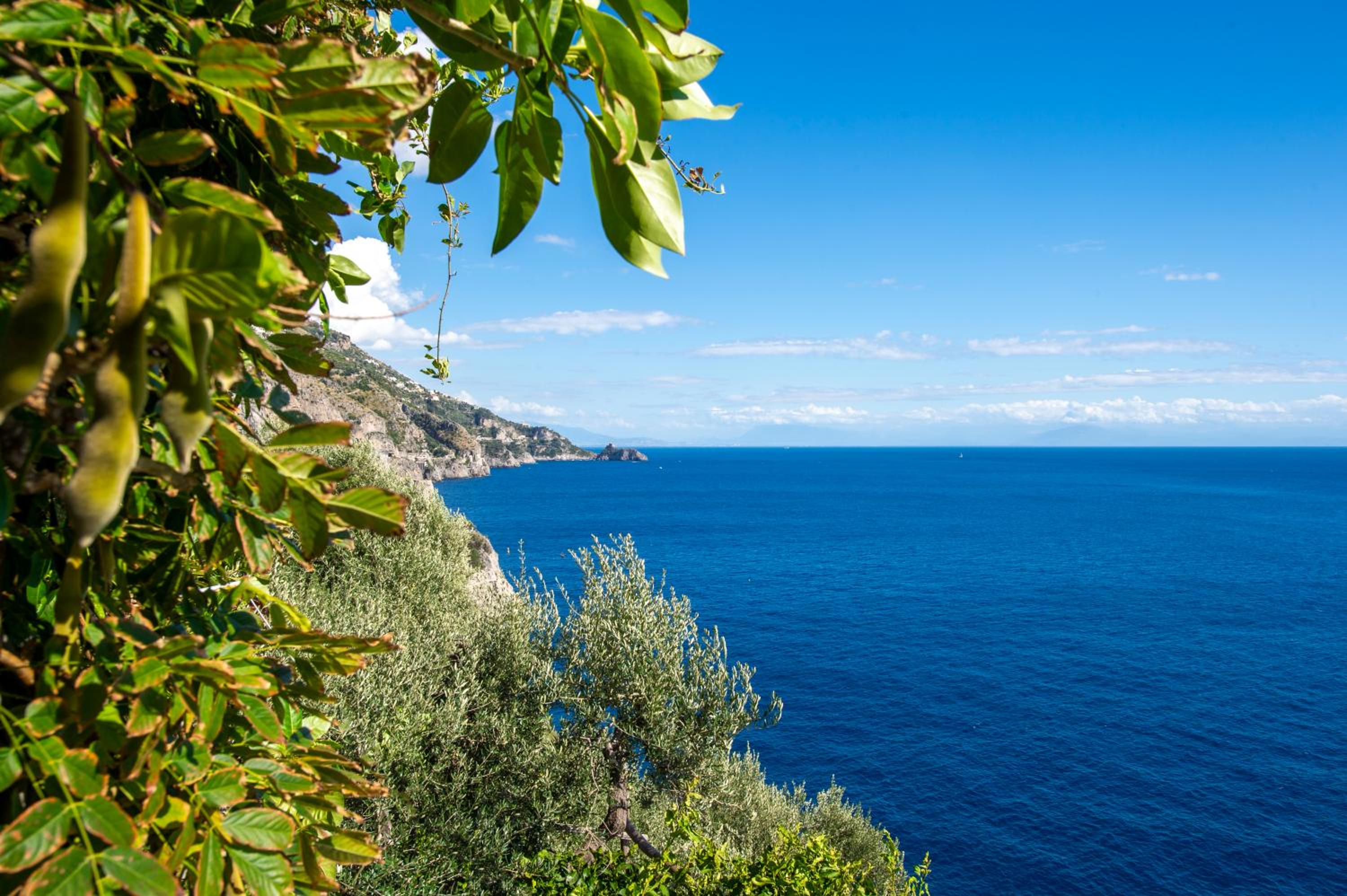 Sea Side Solandra photo 5