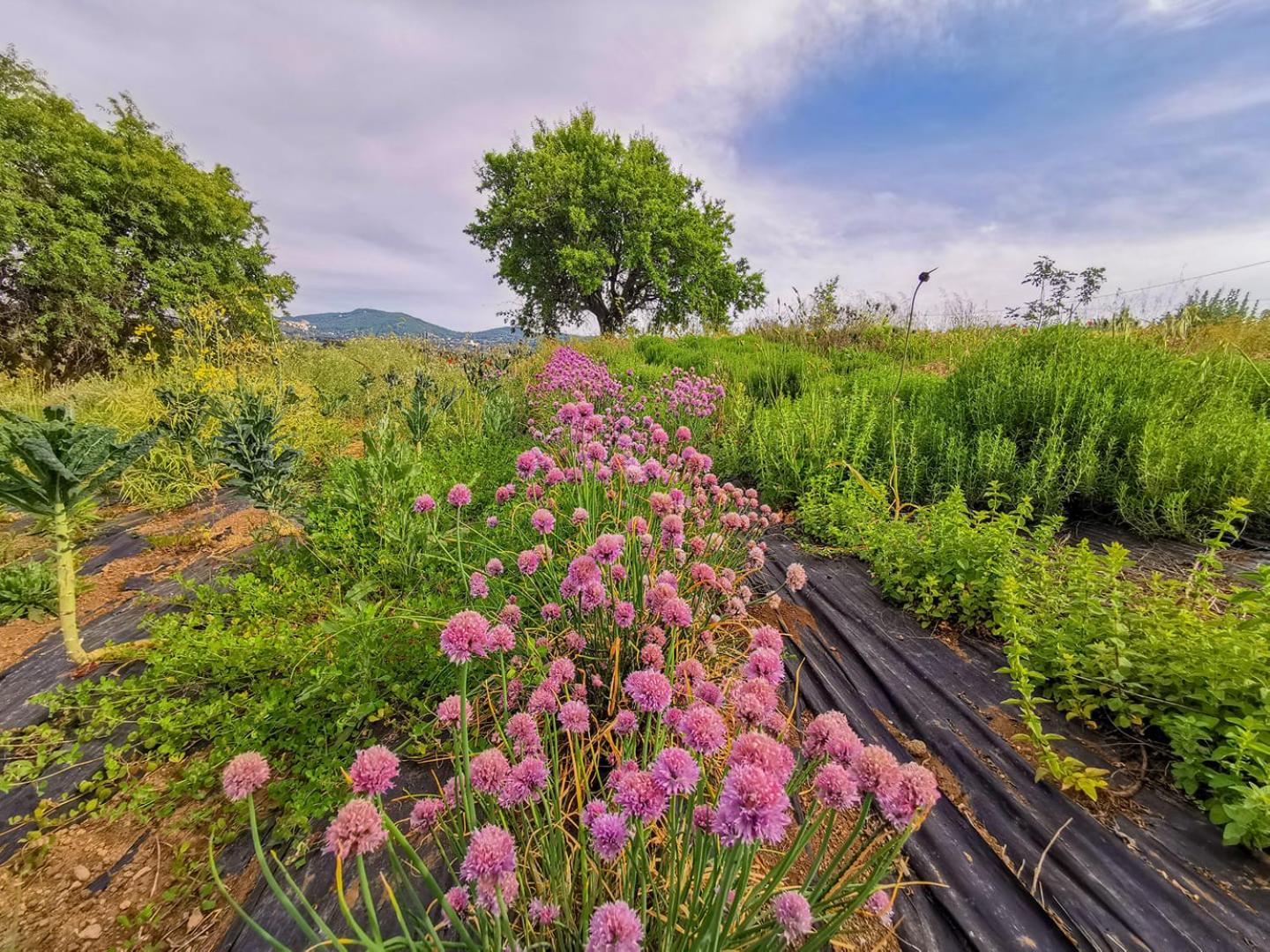 Country House Erba Regina