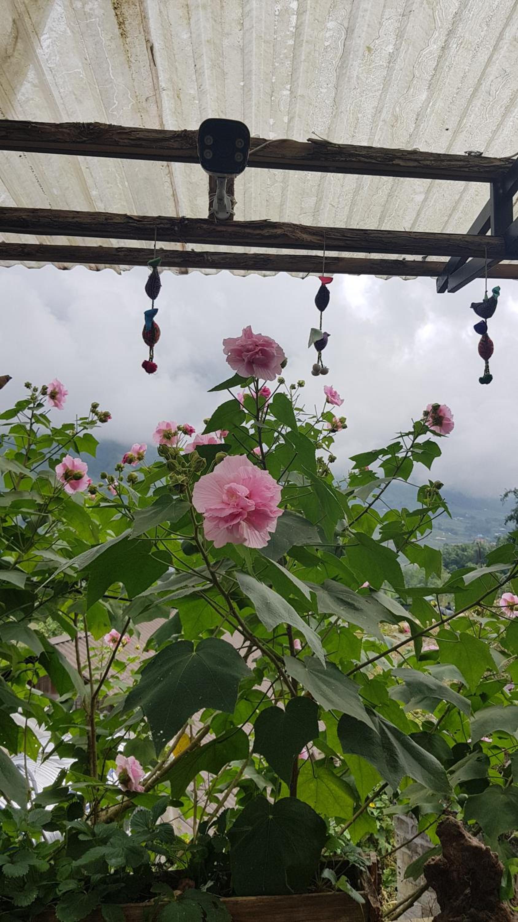 Tavan View Homestay