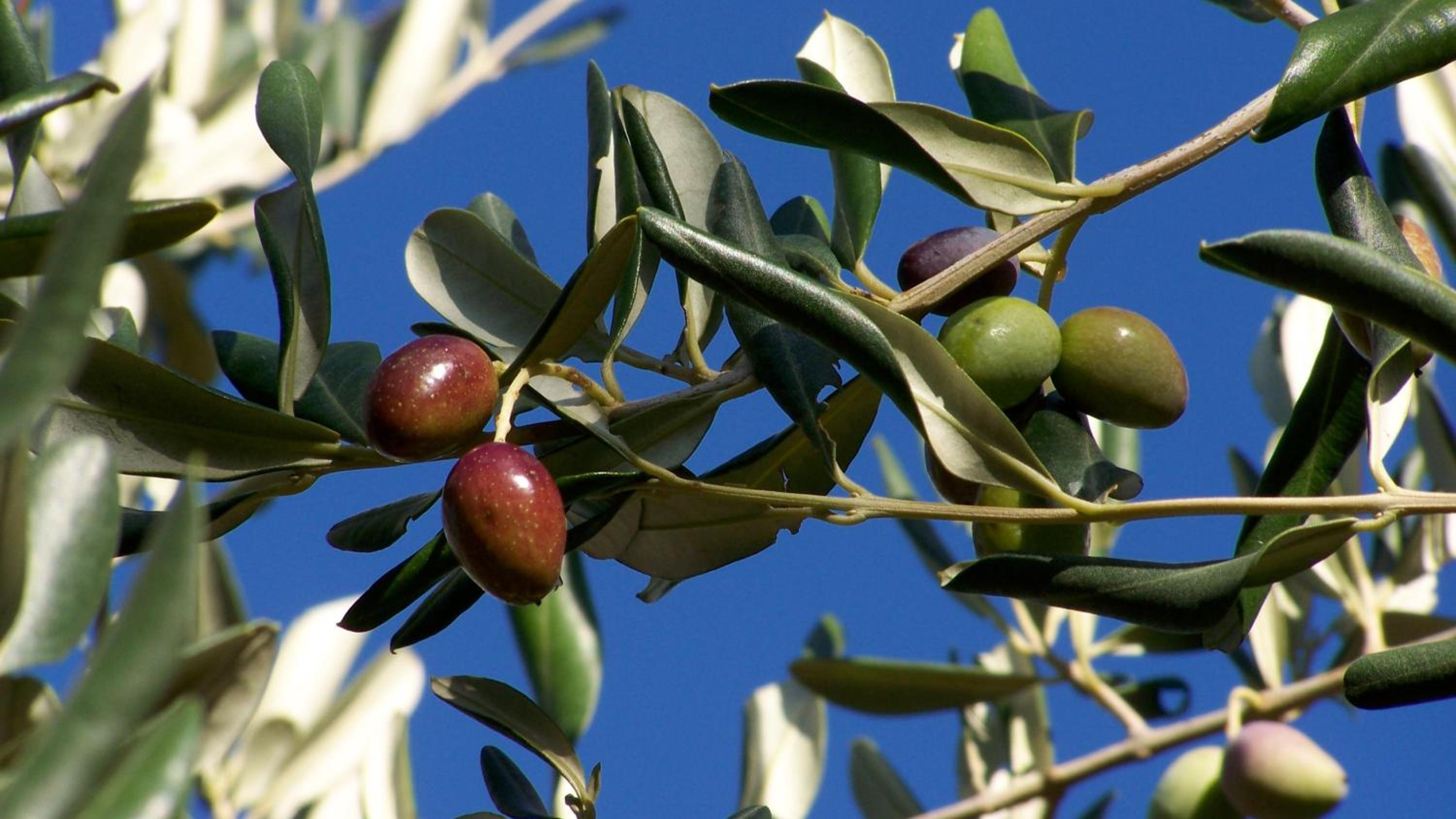 AGRITURISMO Masseria Spetterrata