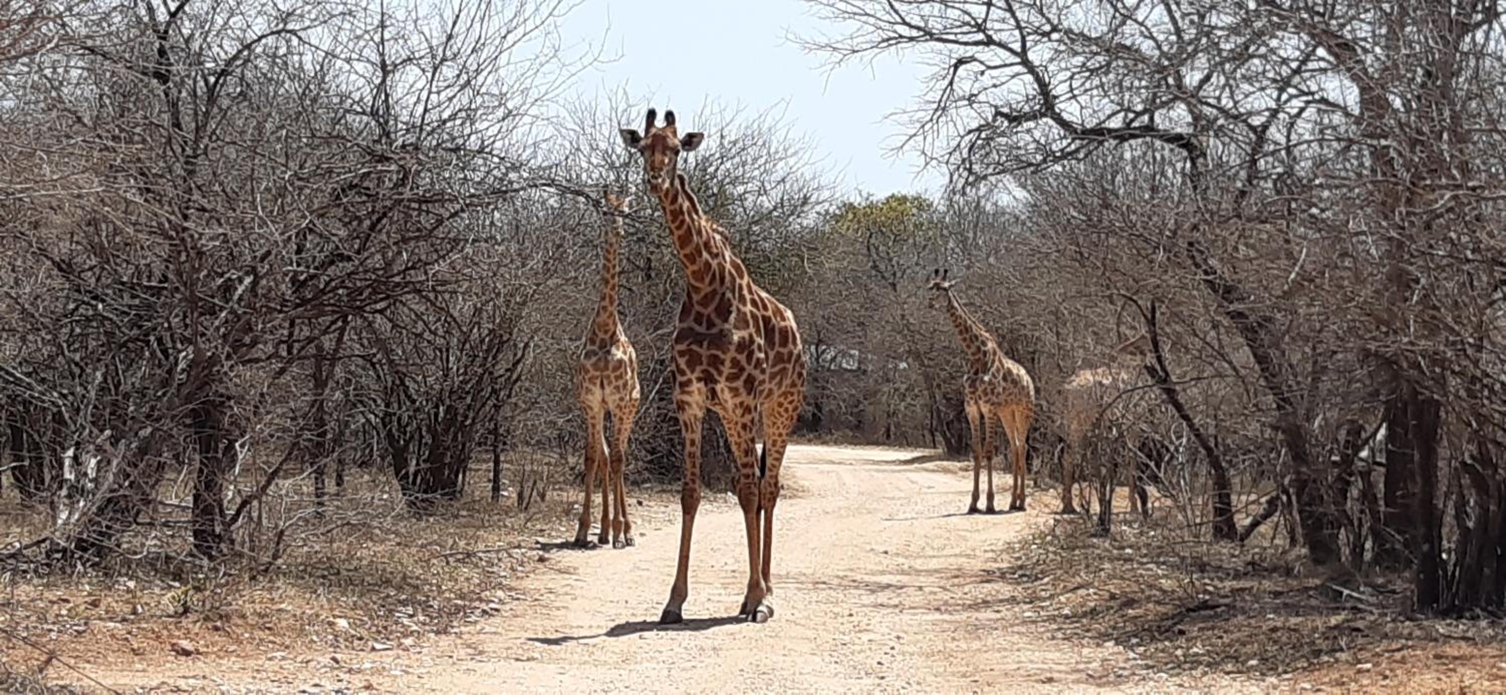 Kruger Riverside Lodge - No Load-shedding