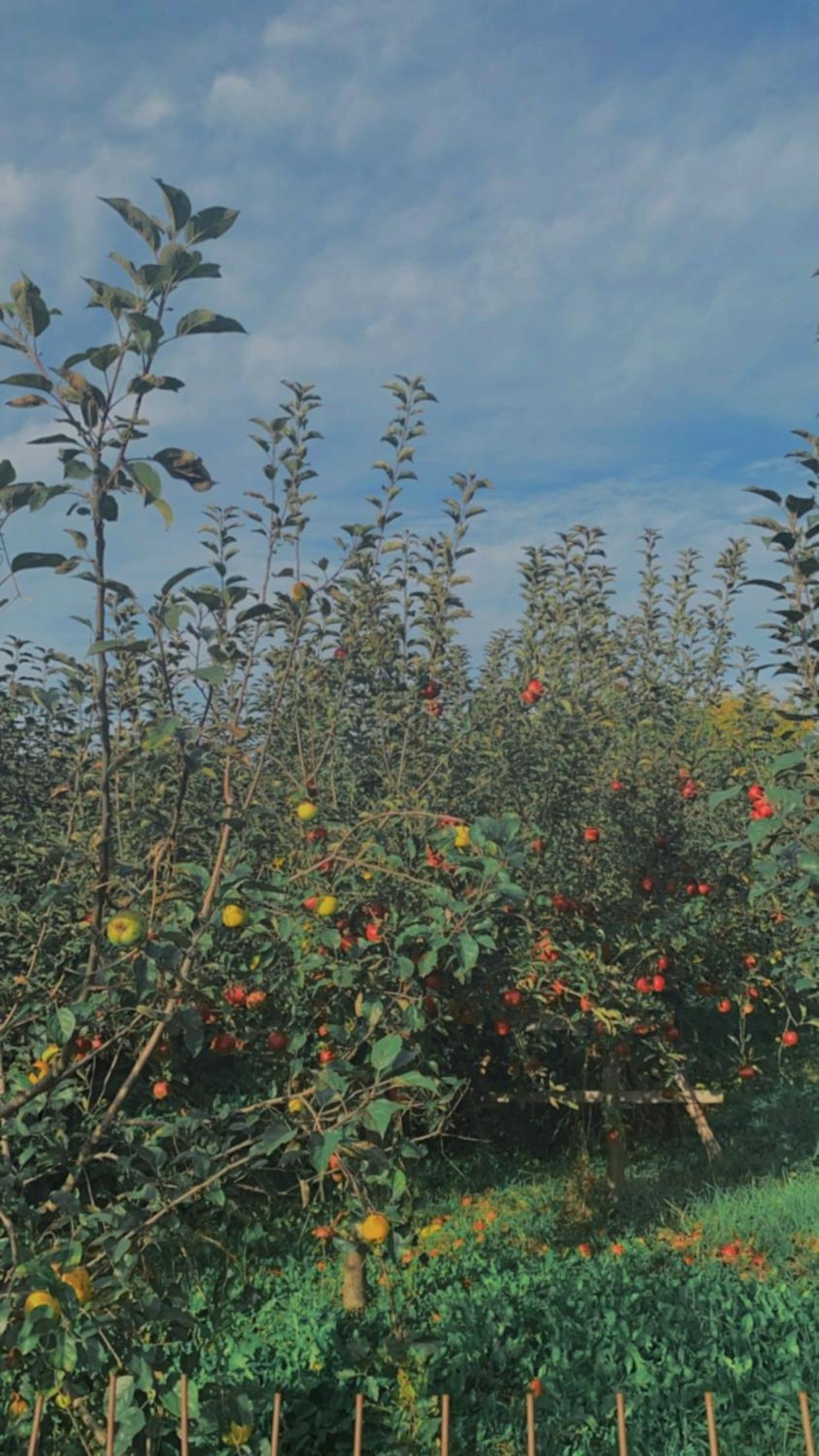 Photo 46