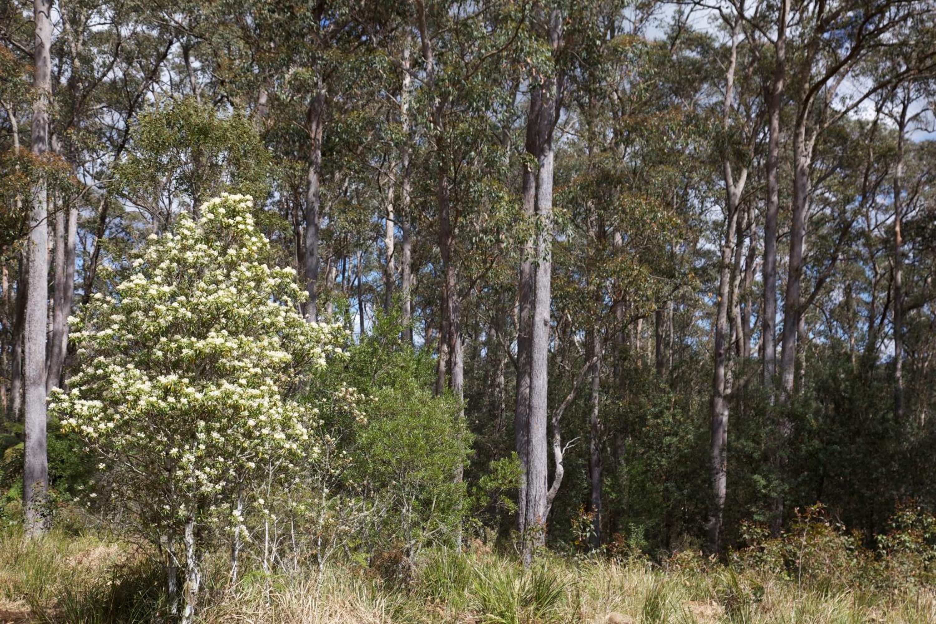 Dorrigo Bush Pepper Retreat