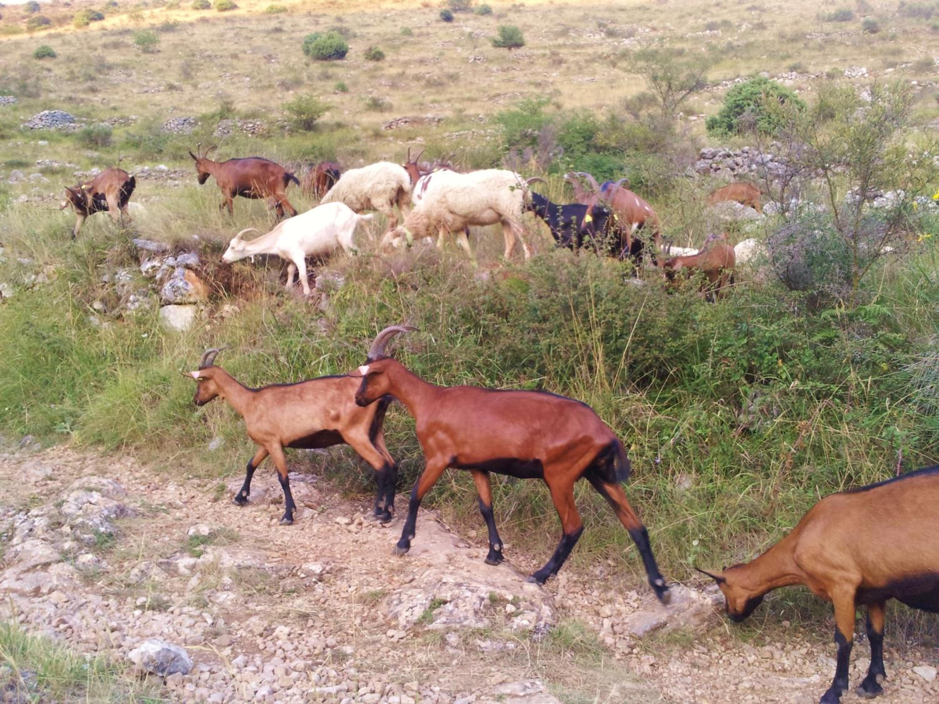 La Bastide des Pins, photo 26
