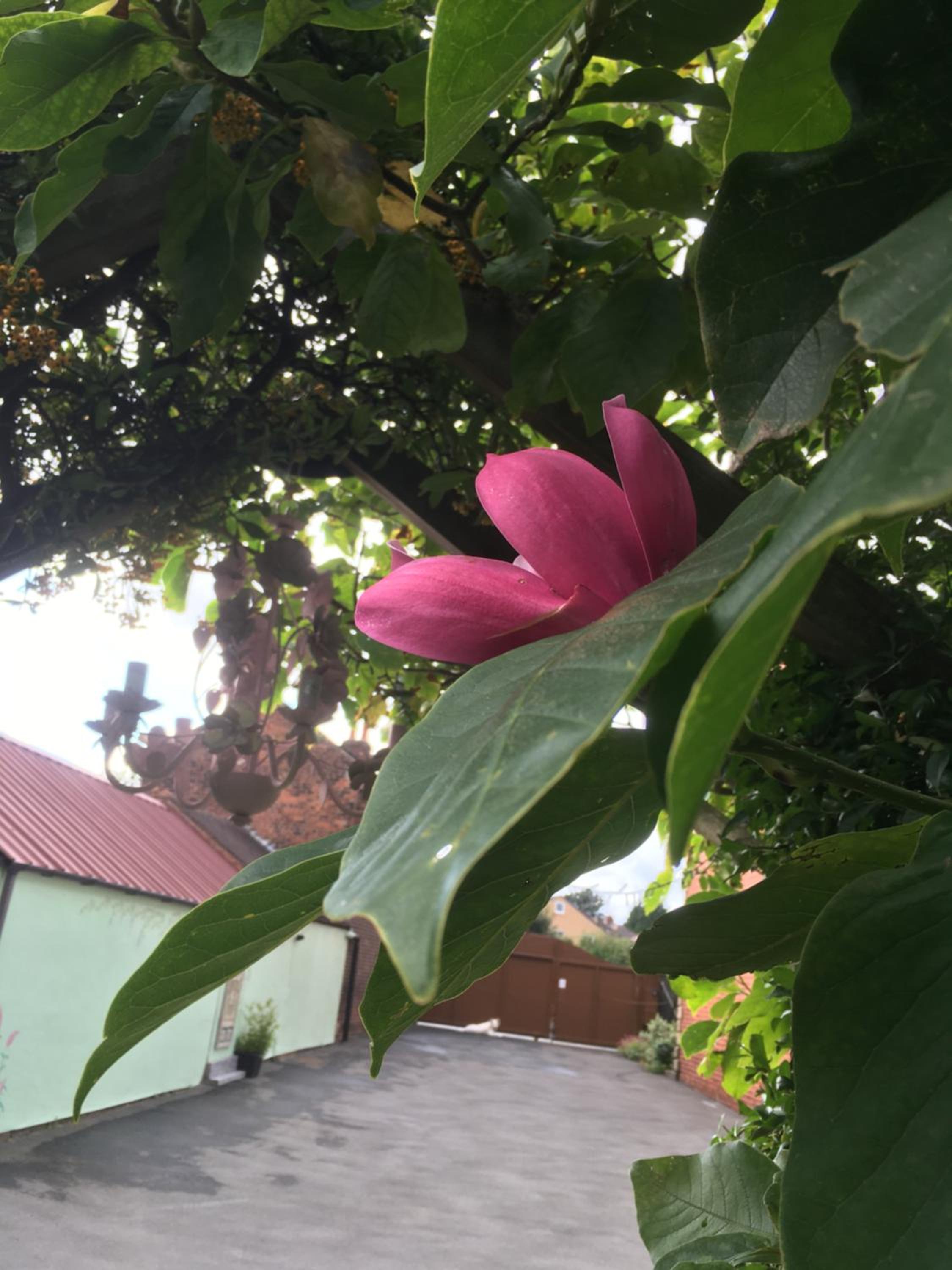 Photo 26