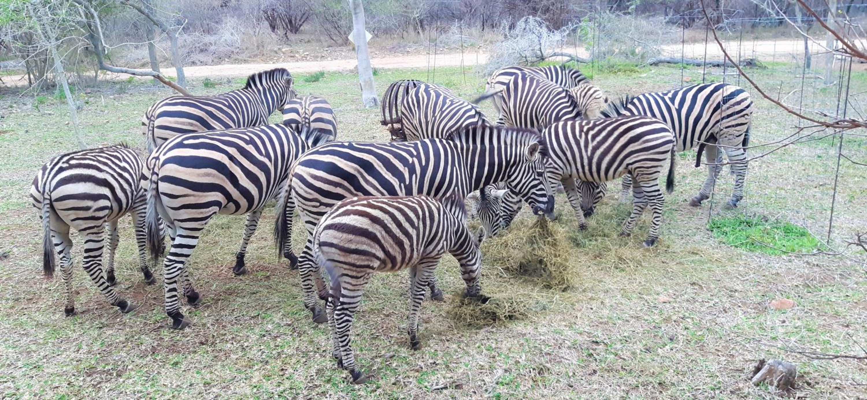Kruger Riverside Lodge - No Load-shedding