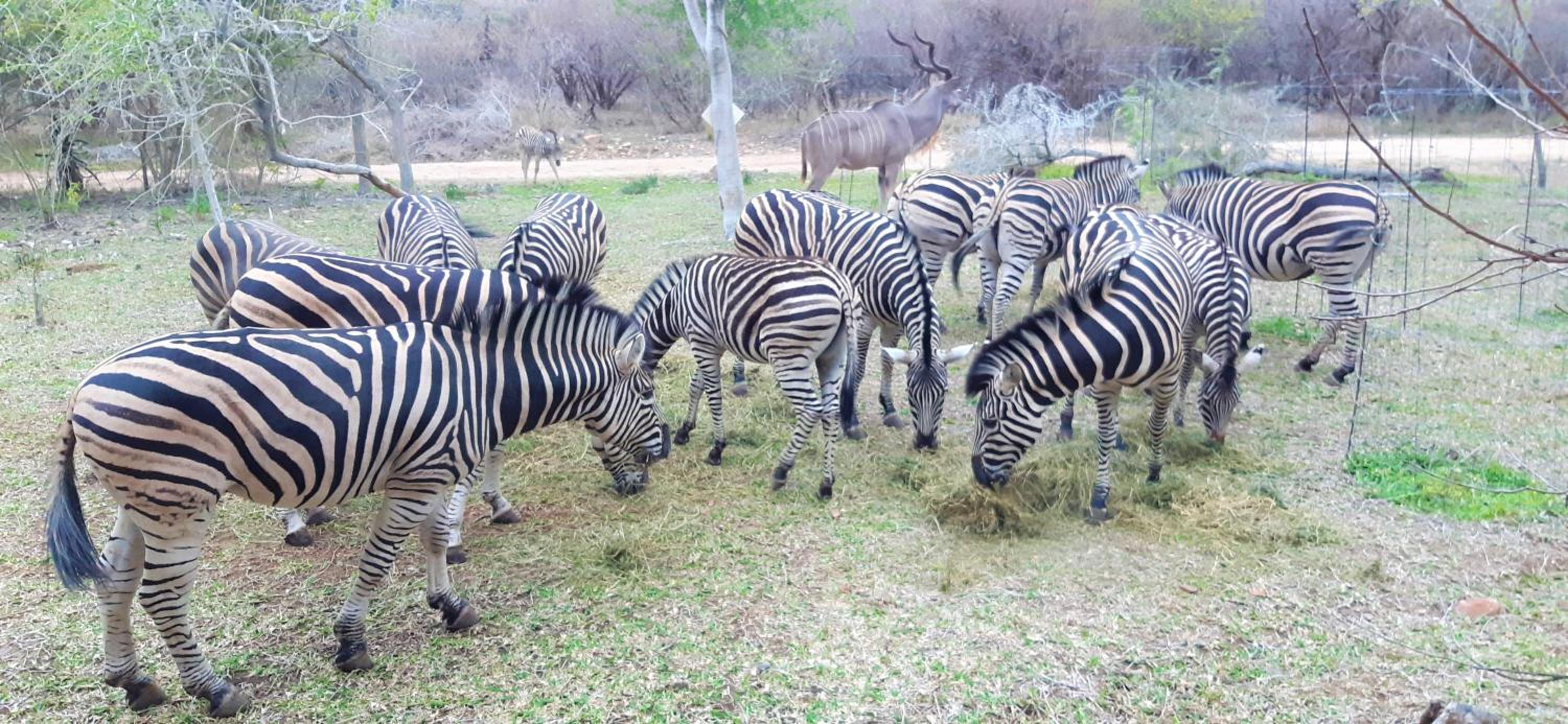 Kruger Riverside Lodge - No Load-shedding