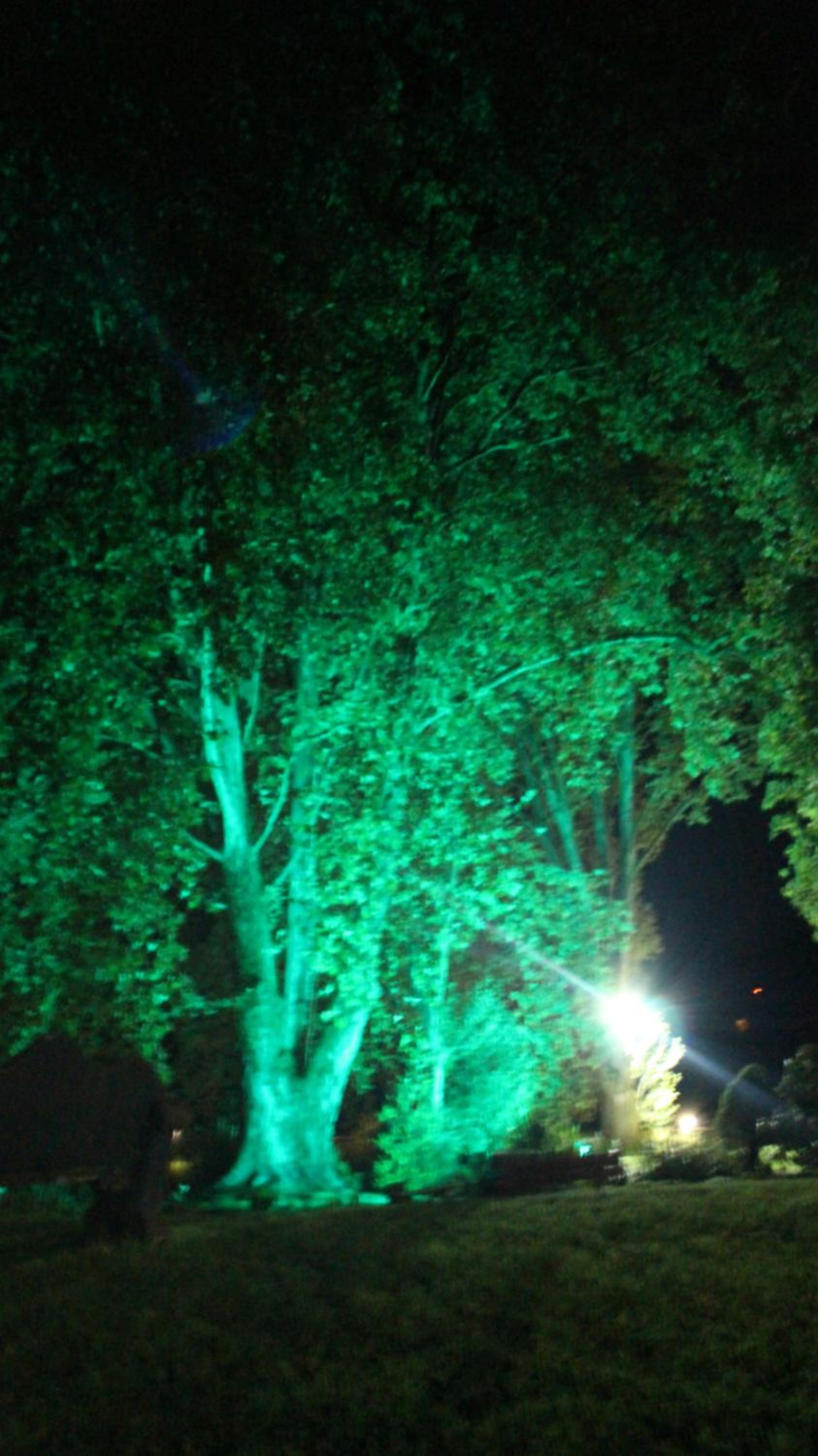 Photo 41