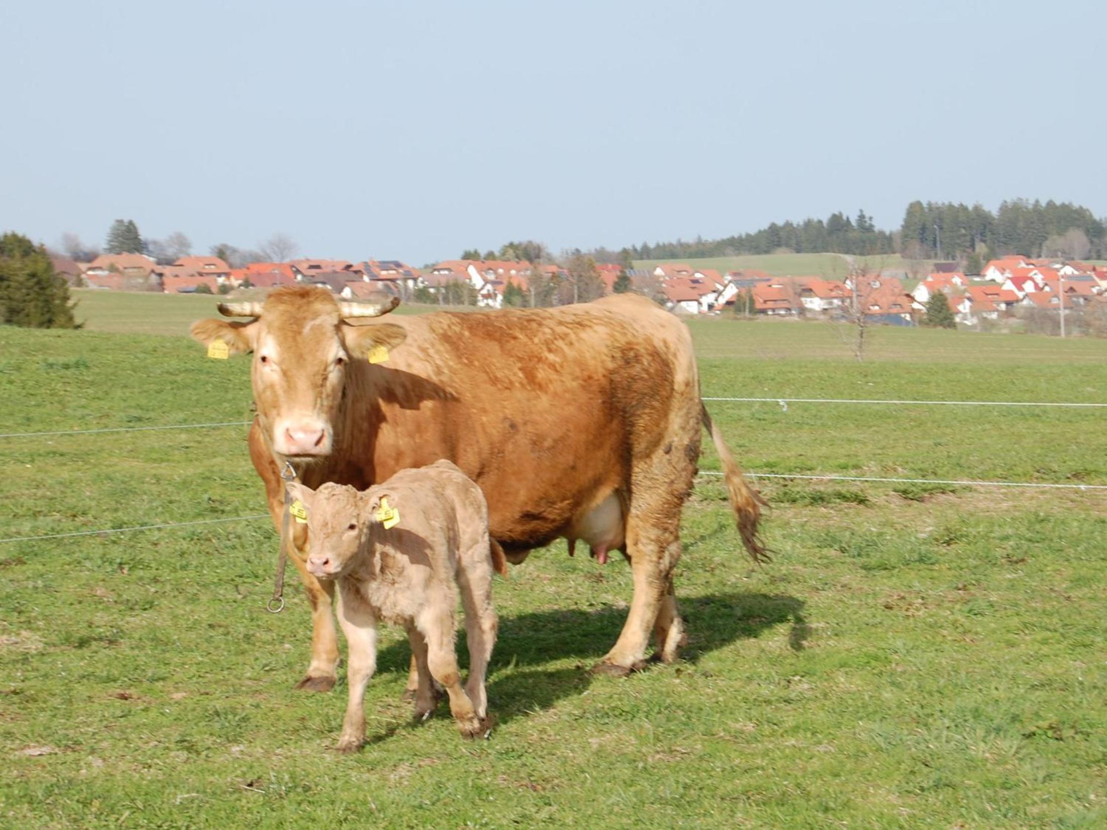 Landgasthaus Engel - Naturparkwirt
