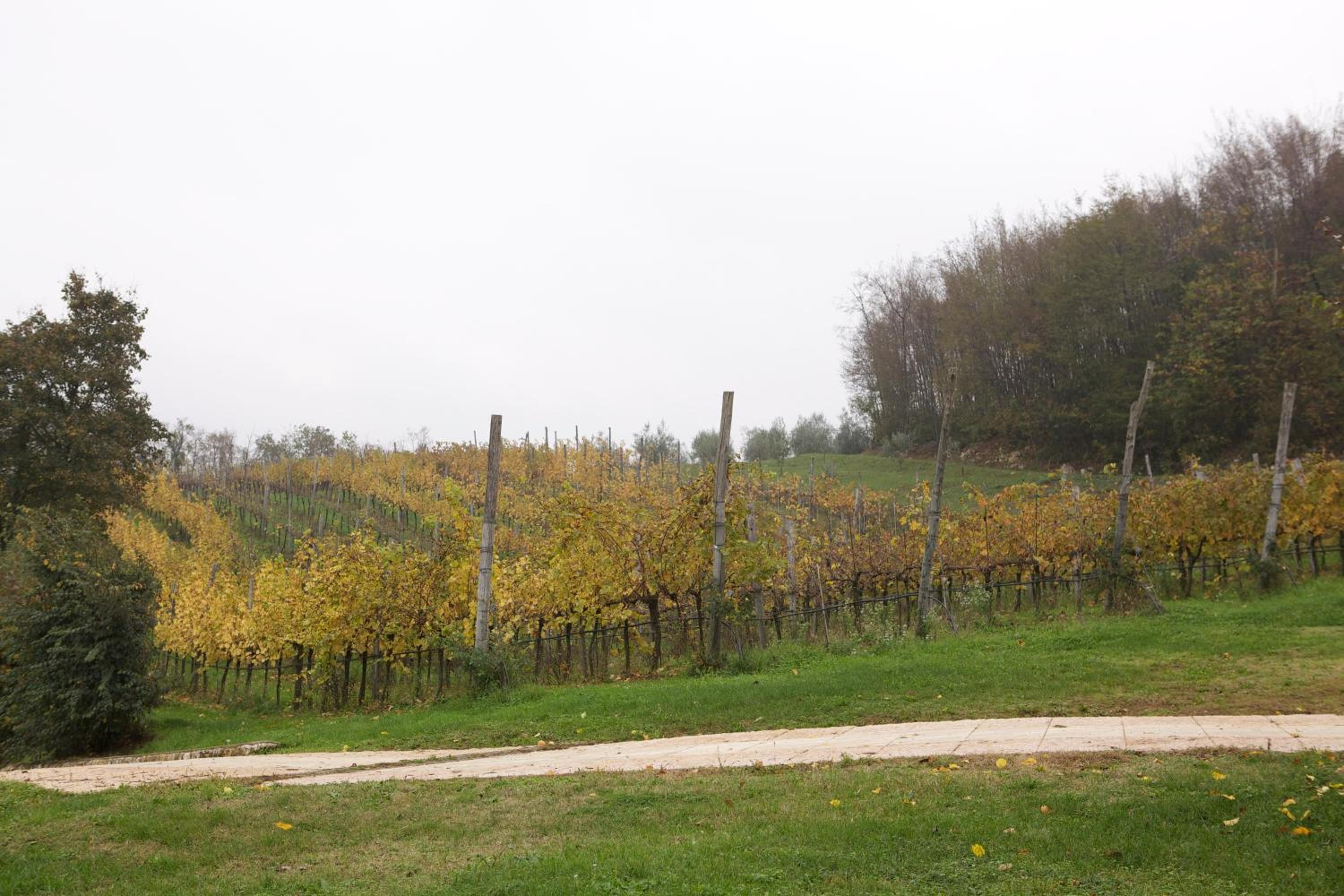 Agriturismo Marani view 4