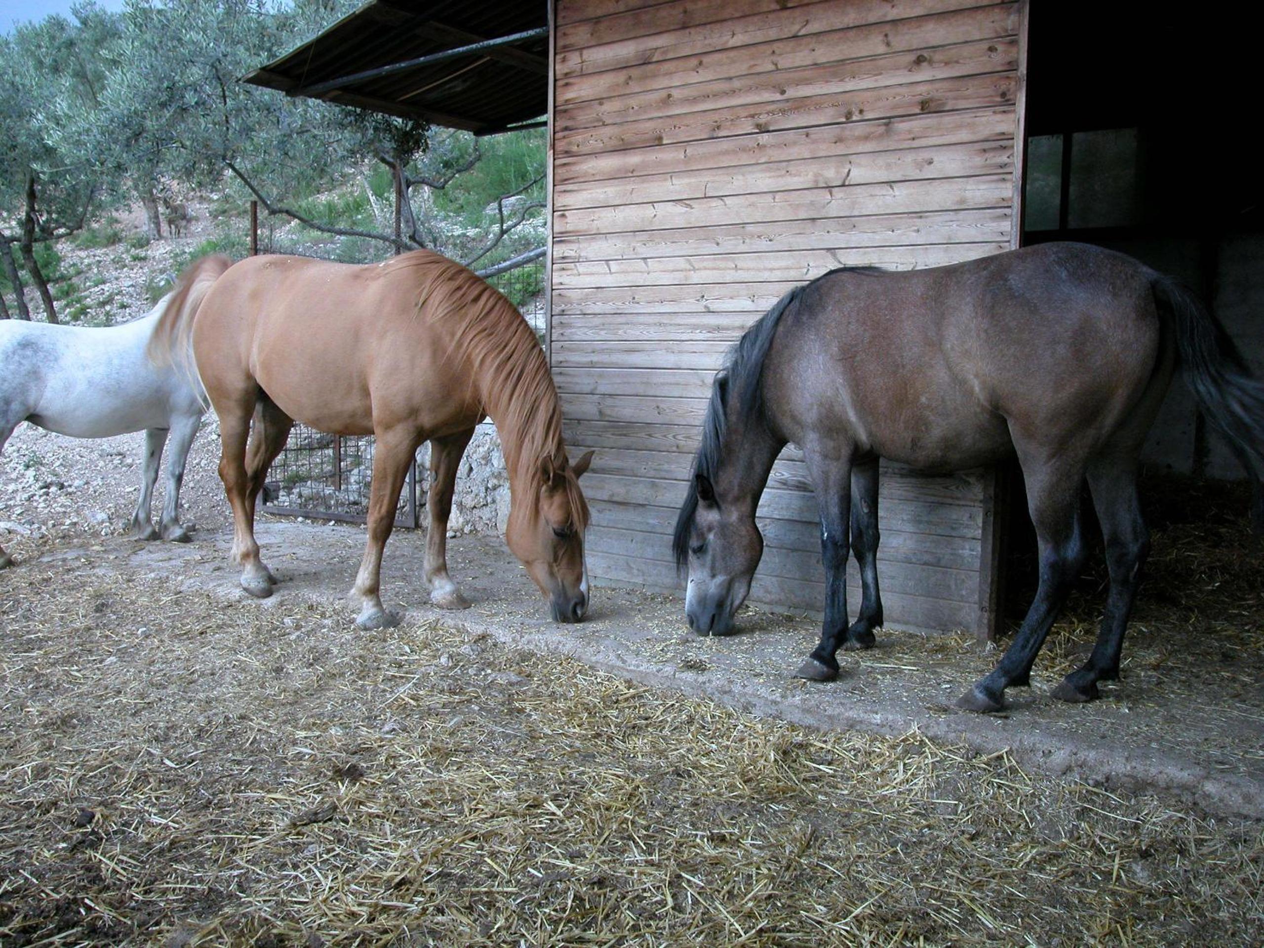 Agriturismo Istrice Innamorato