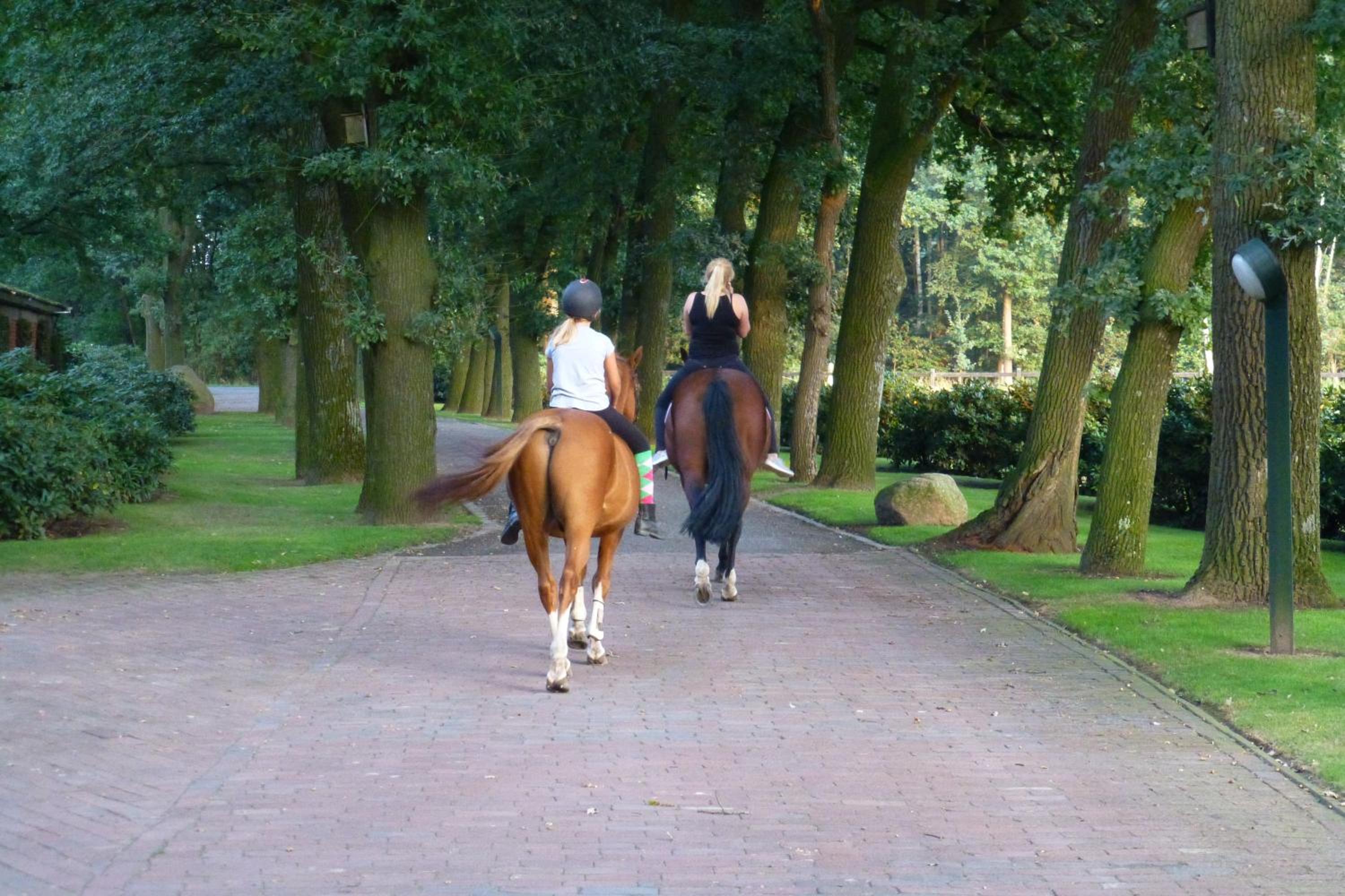 Große Ferienwohnung, auf Bauernhof mit Ponys und Pferden, ländlich und ruhig, Nähe Dümmer See view 2