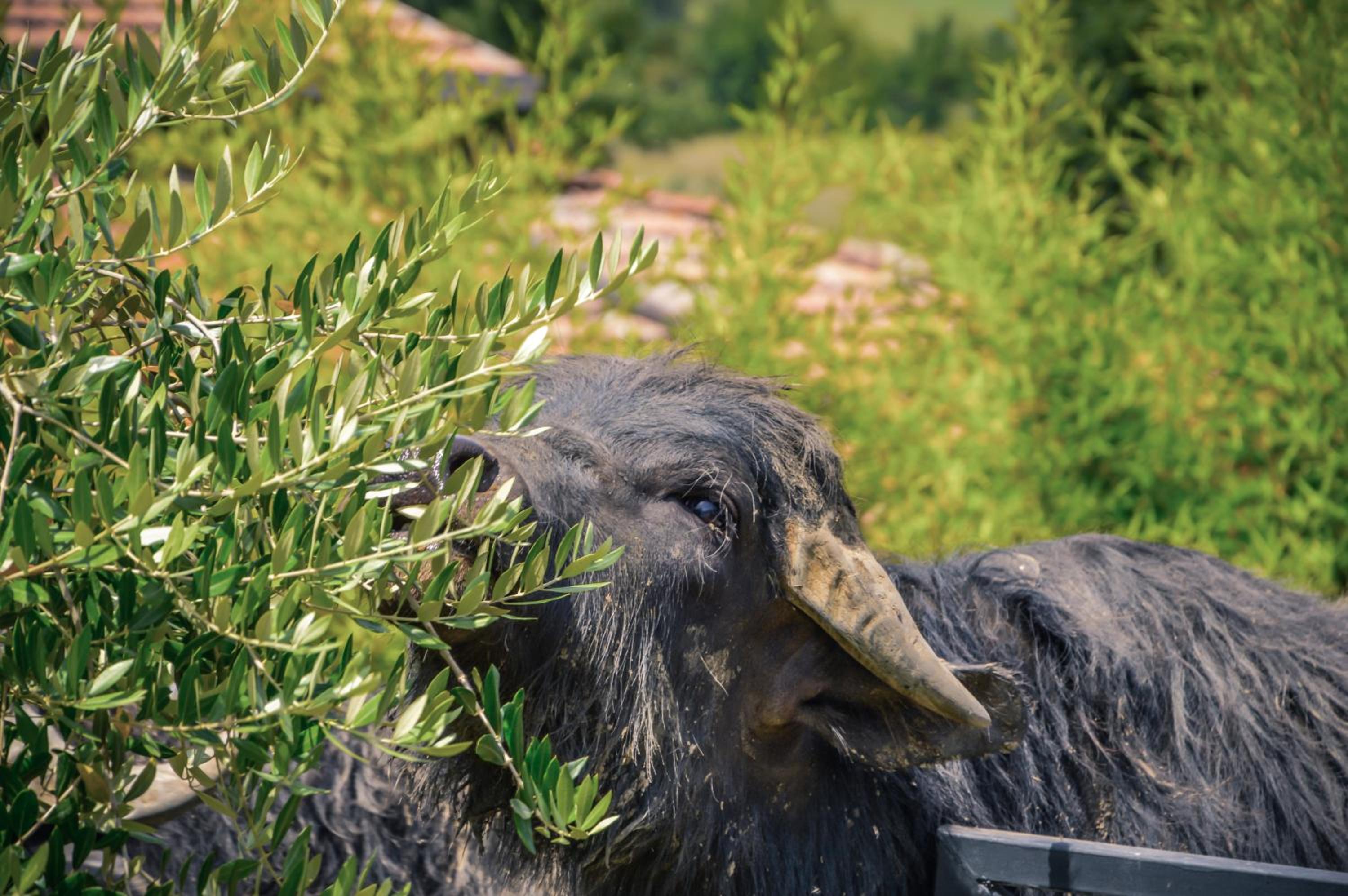 Agriturismo ciociaro 
