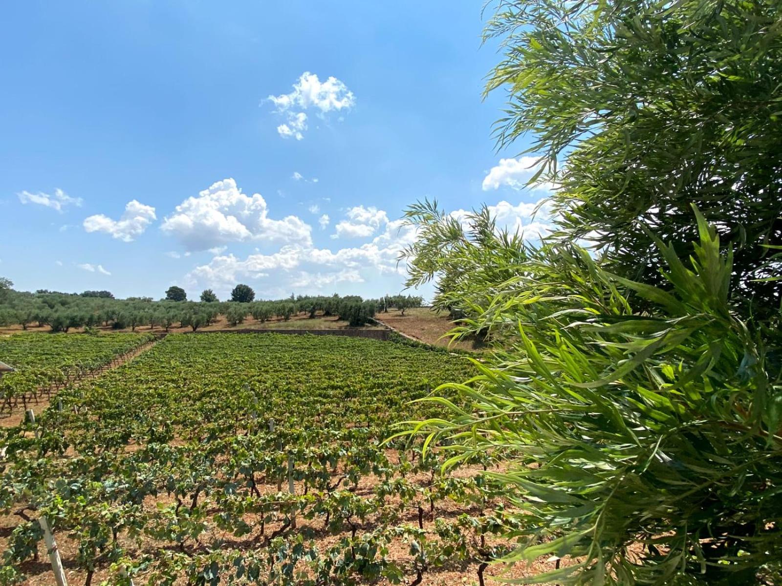 TENUTA MONTANARO
