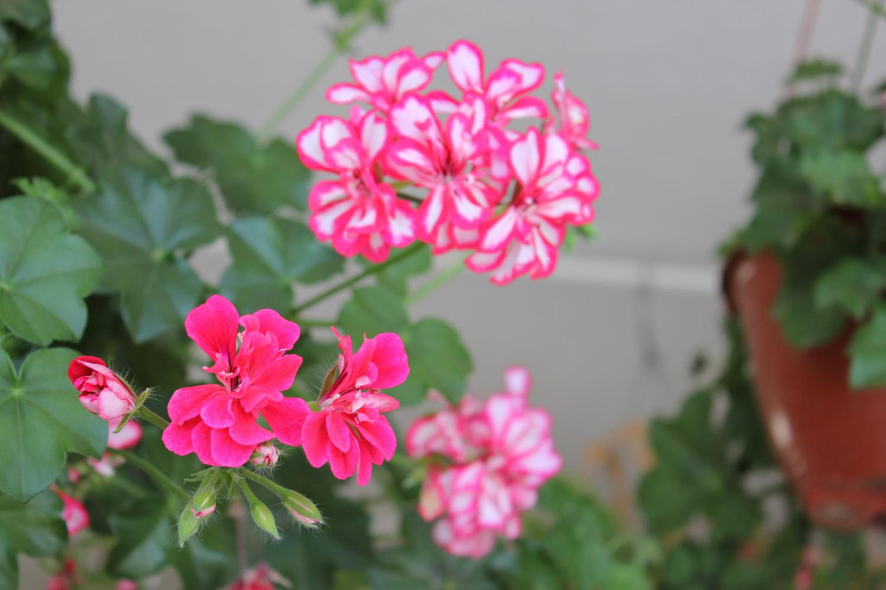 Apartamentos Gelimar