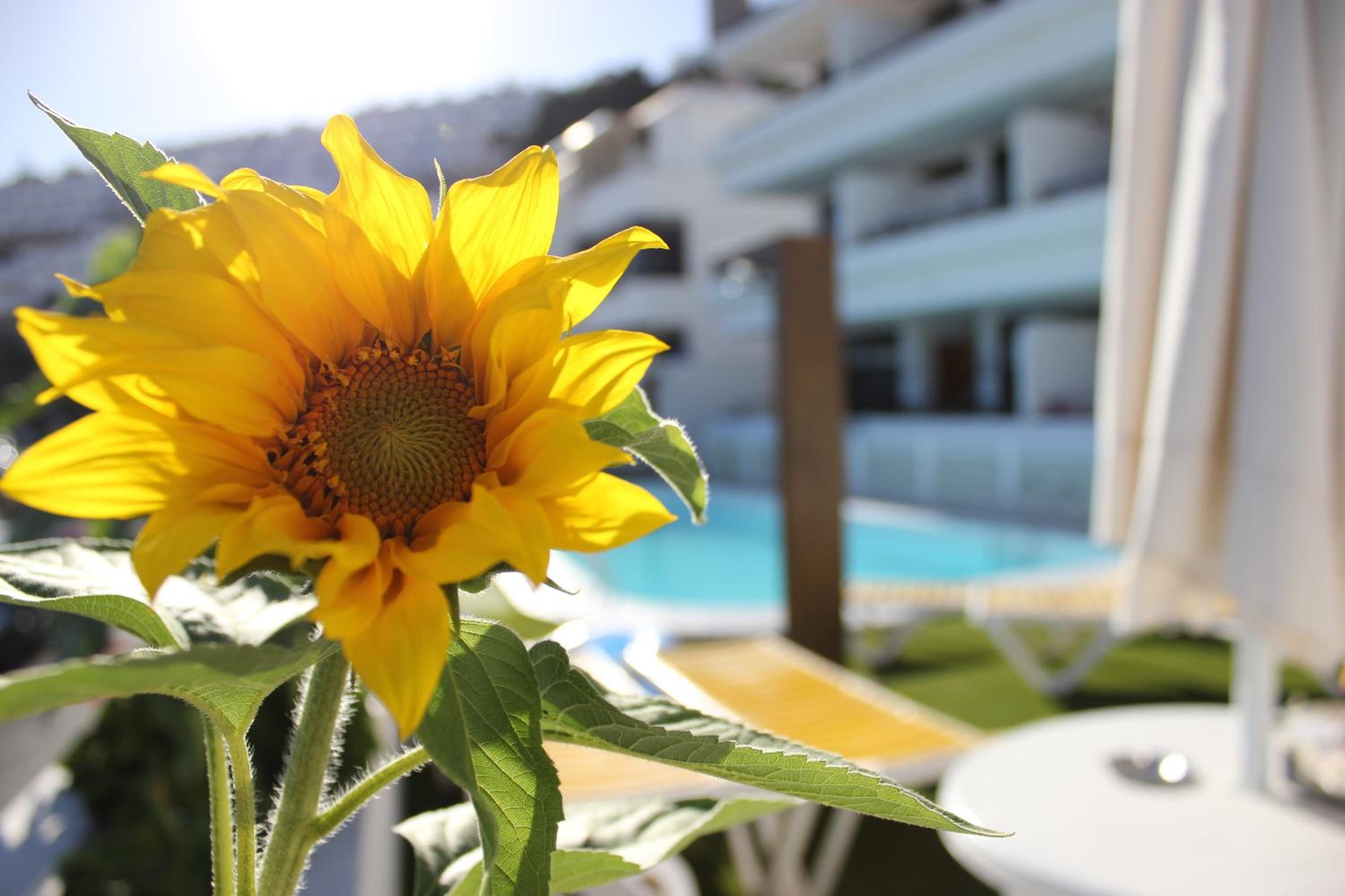Apartamentos Gelimar