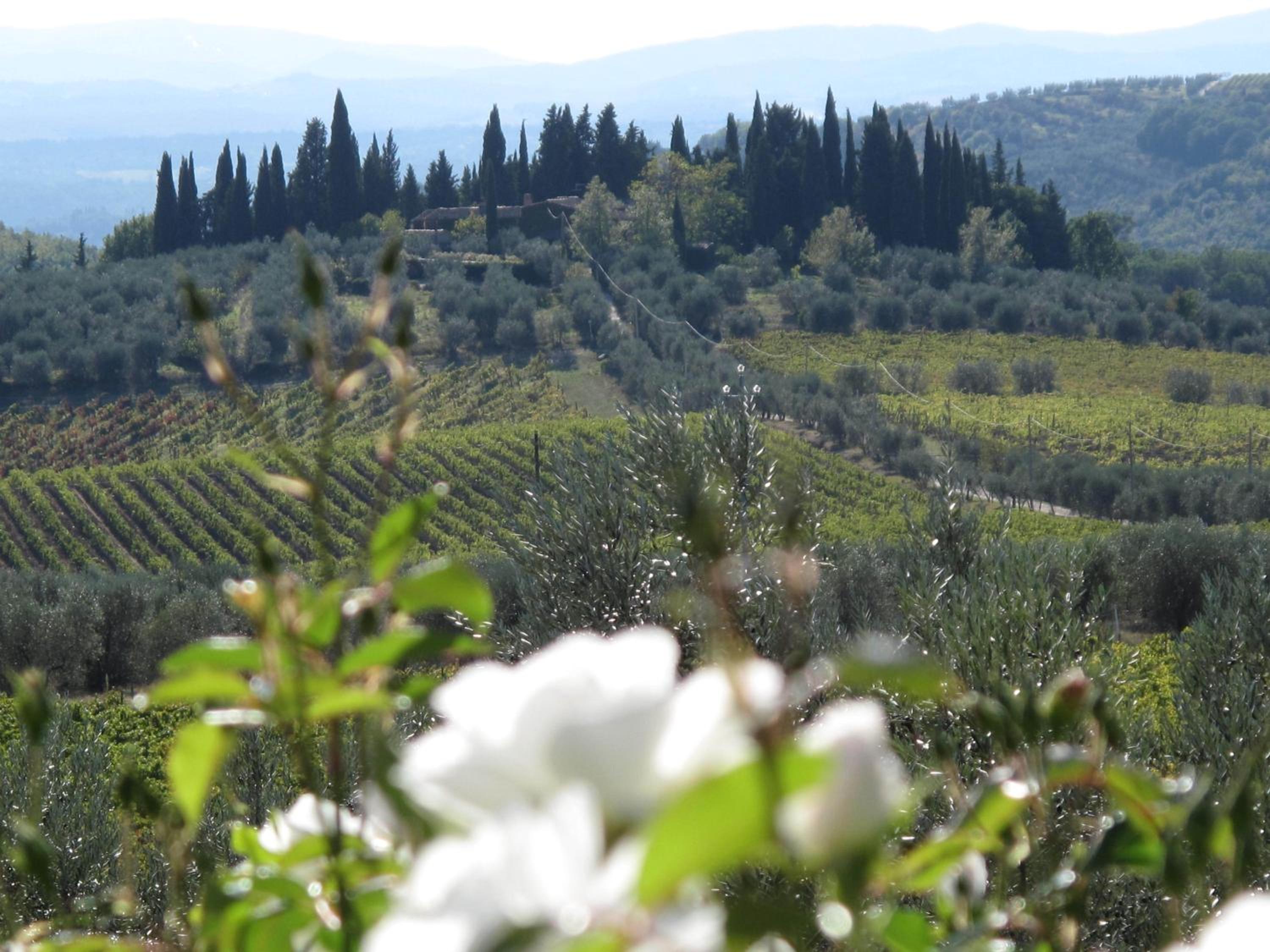 Fattoria Casa Sola