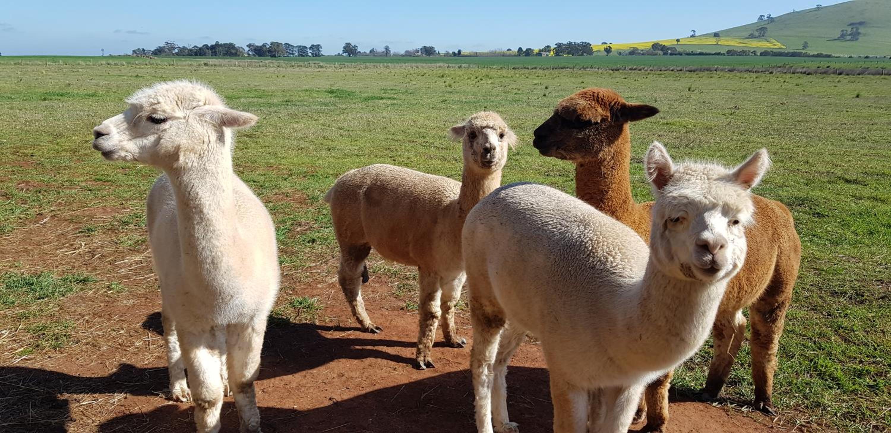New Horizons Farm Stay