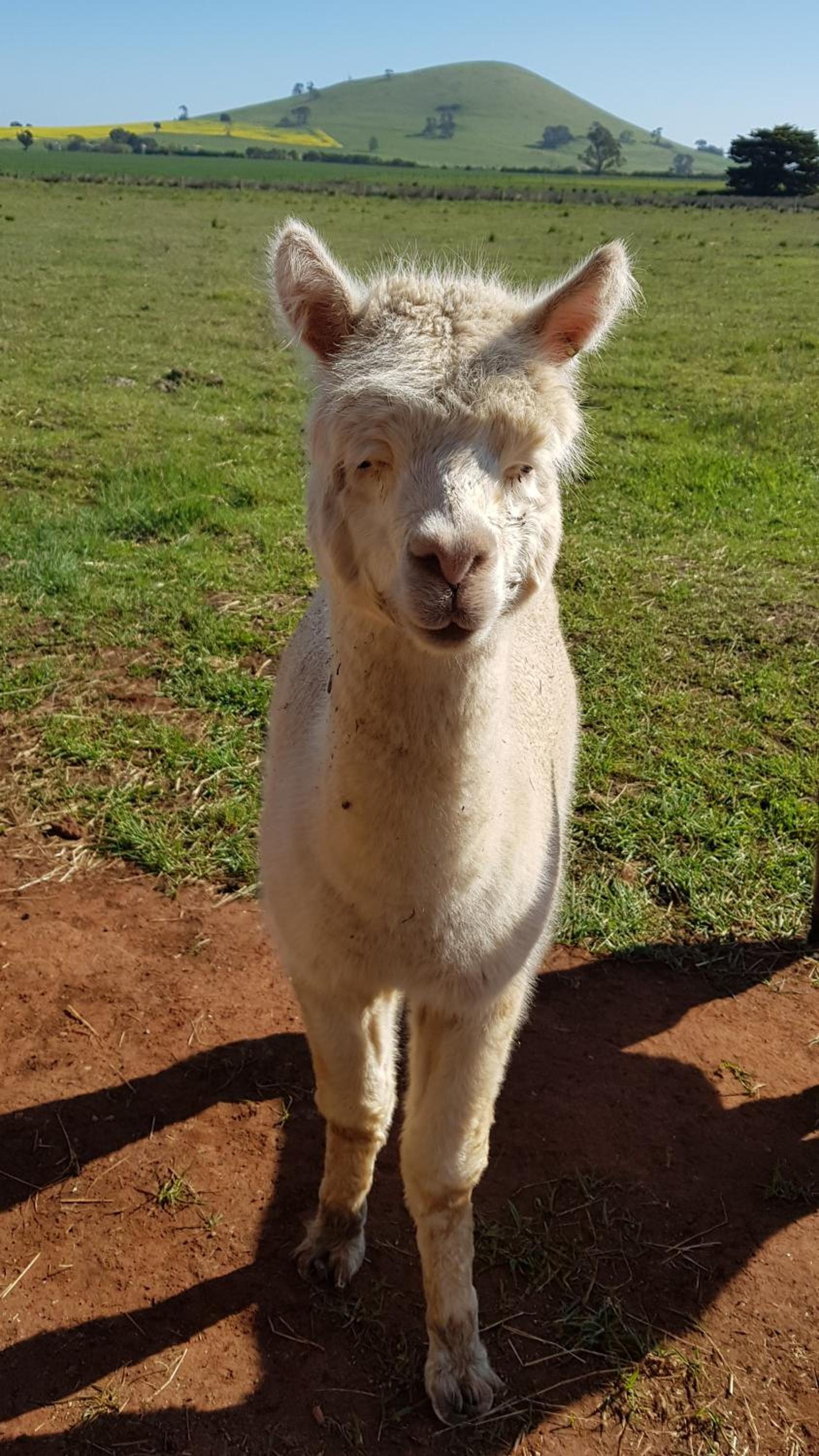 New Horizons Farm Stay