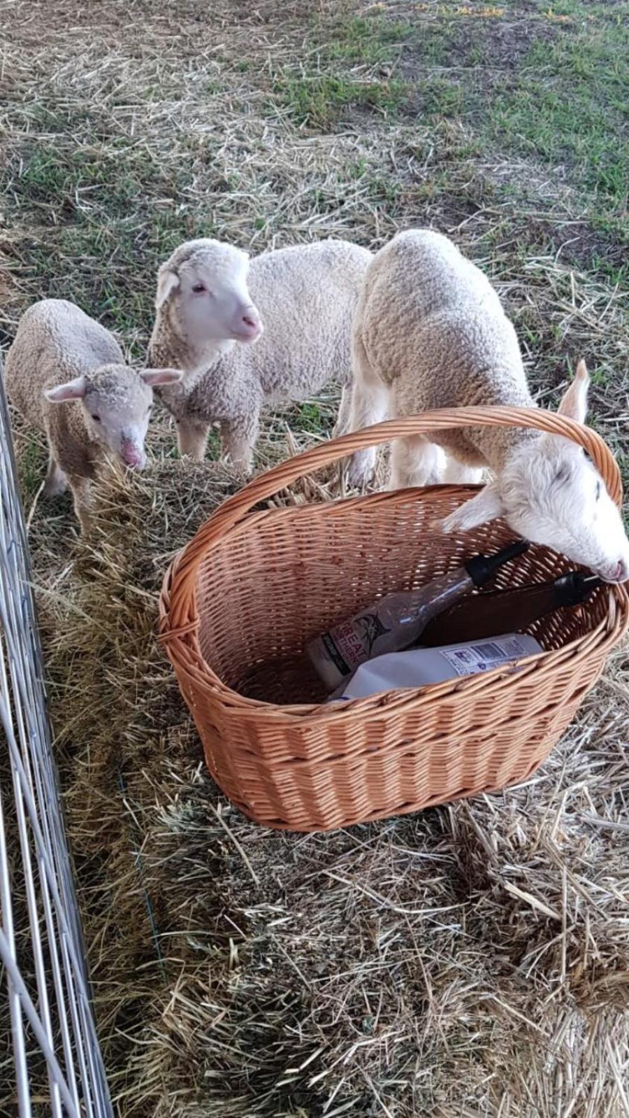 New Horizons Farm Stay