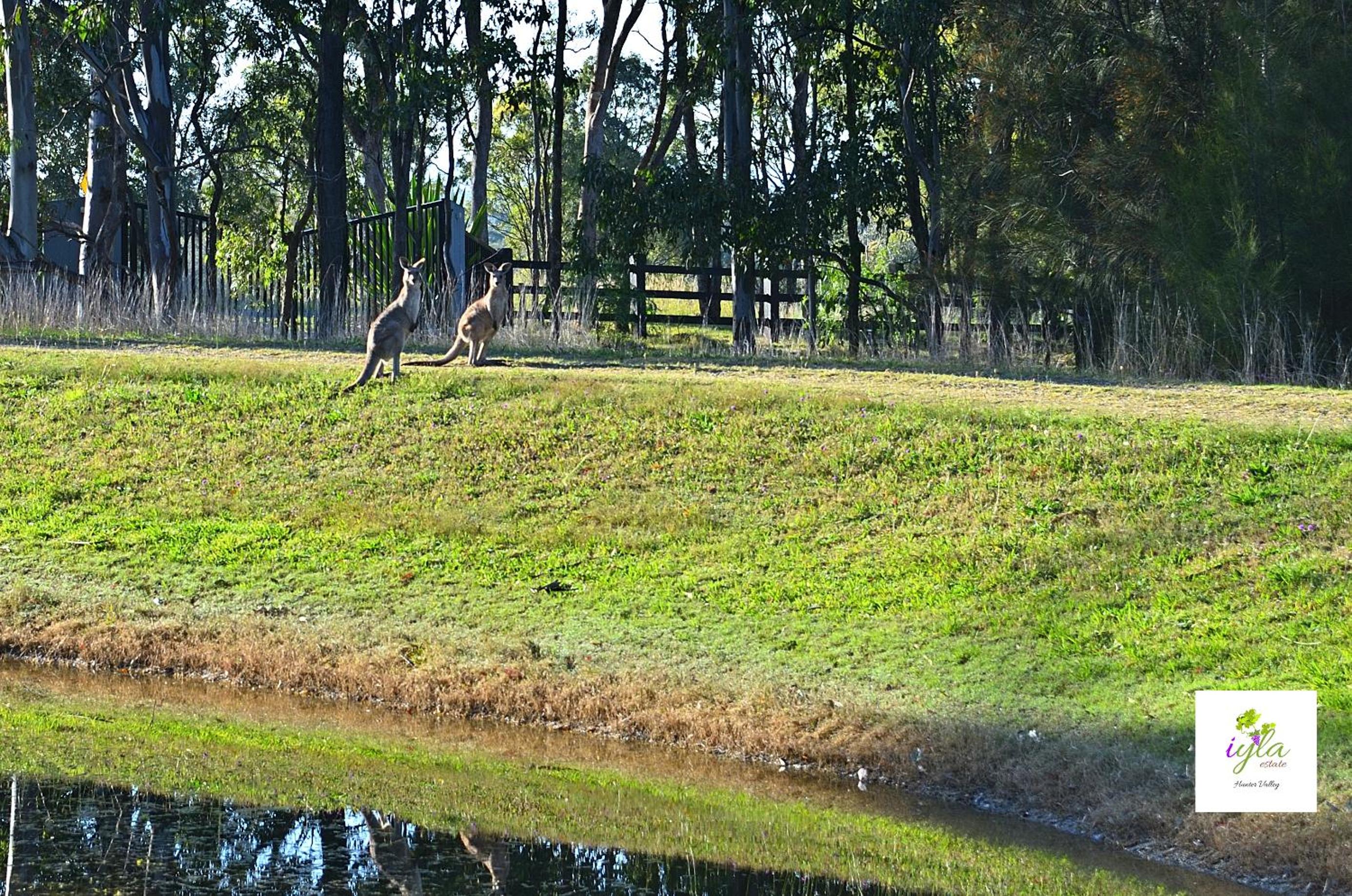 iyla Estate