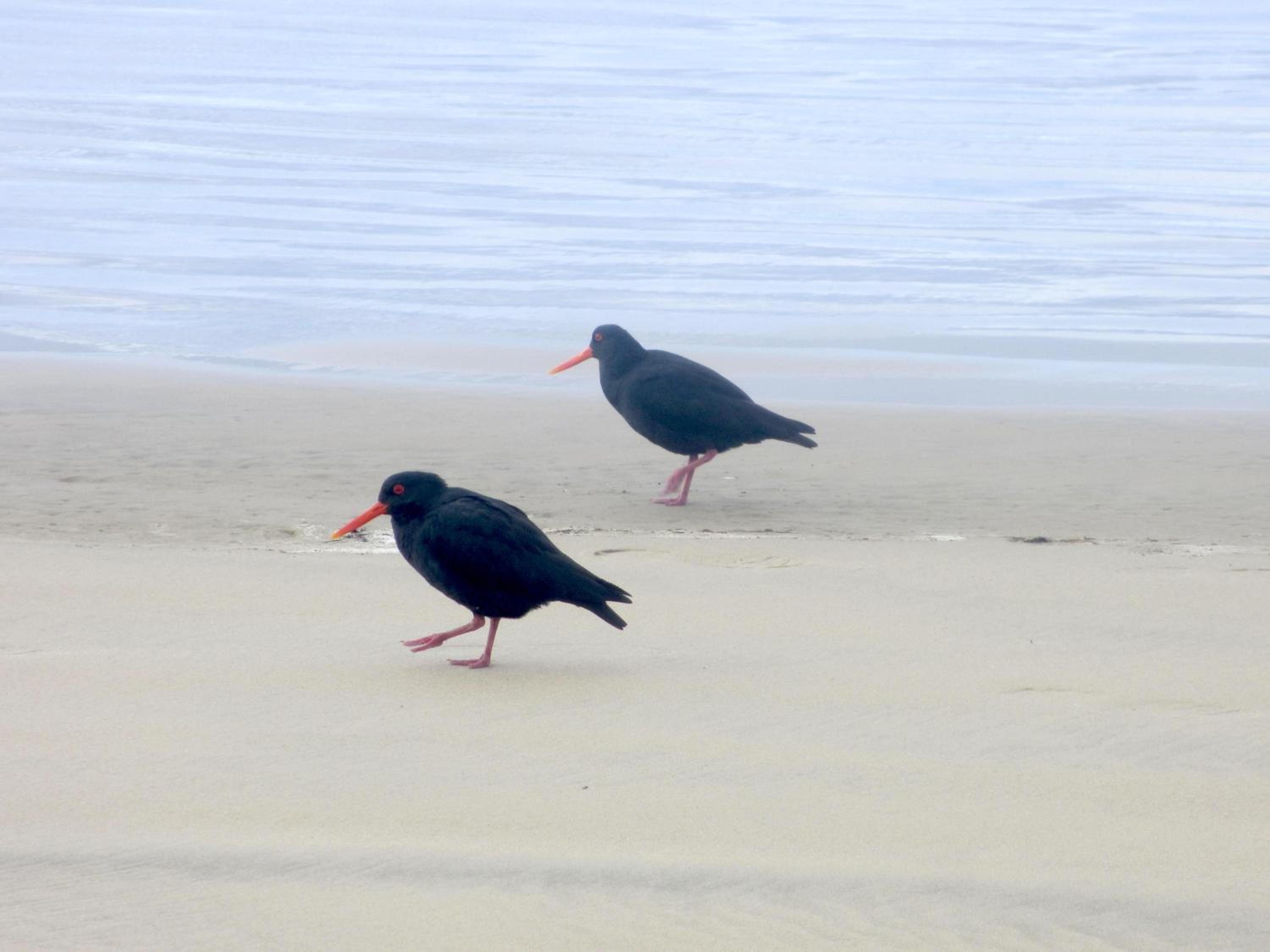 Catlins Lake Sanctuary