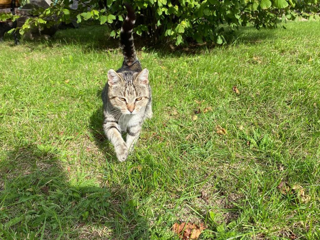 Photo 19