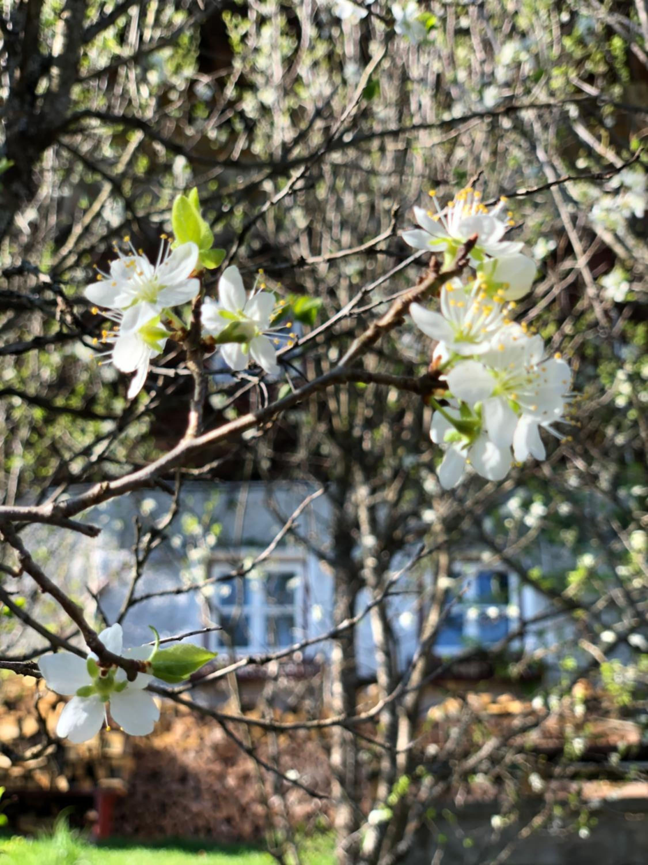Achentaler Bauernhäusl