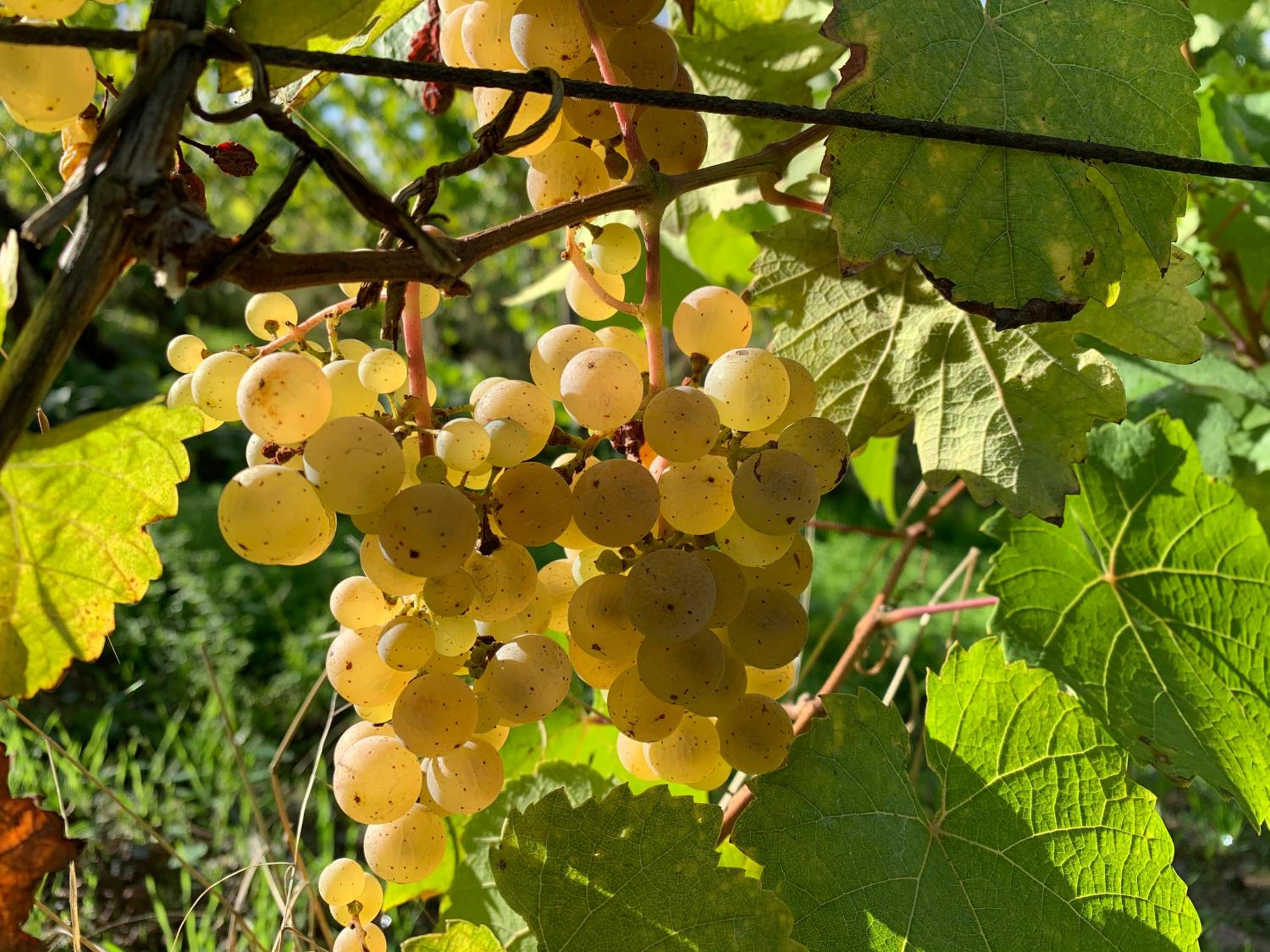 Zur alten Rebe Ferienhaus und Weingut