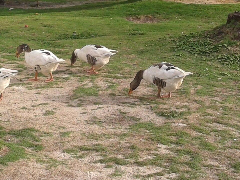 Photo 51