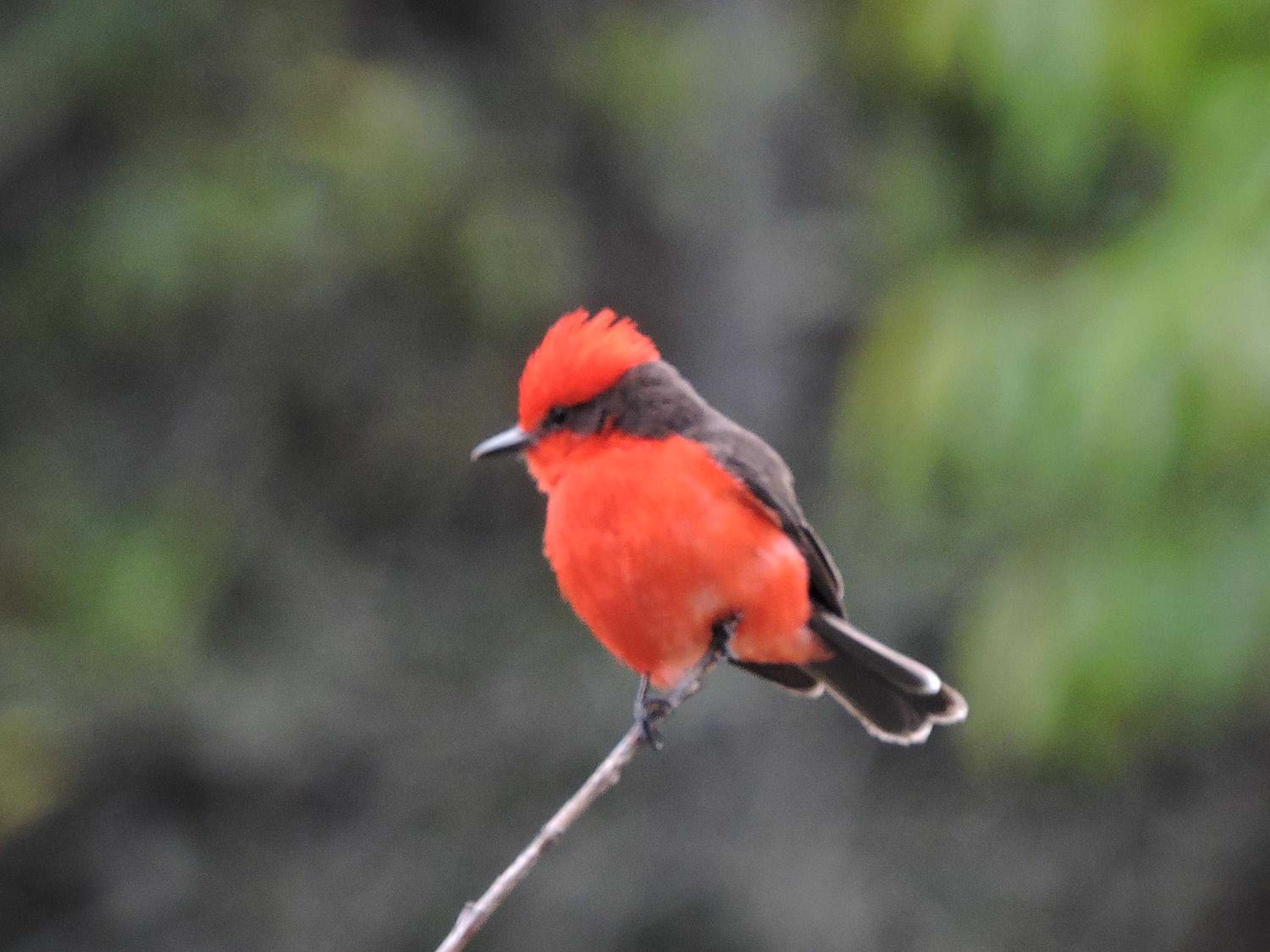 Eco-Cabanas Altozano Nimaima - Property Image 41