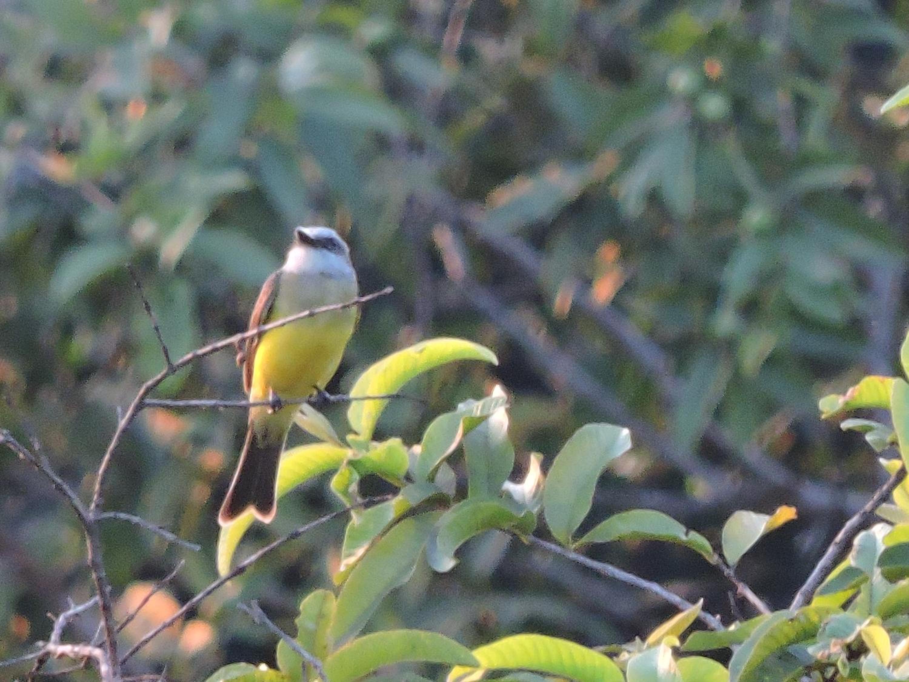 Eco-Cabanas Altozano Nimaima - Property Image 64