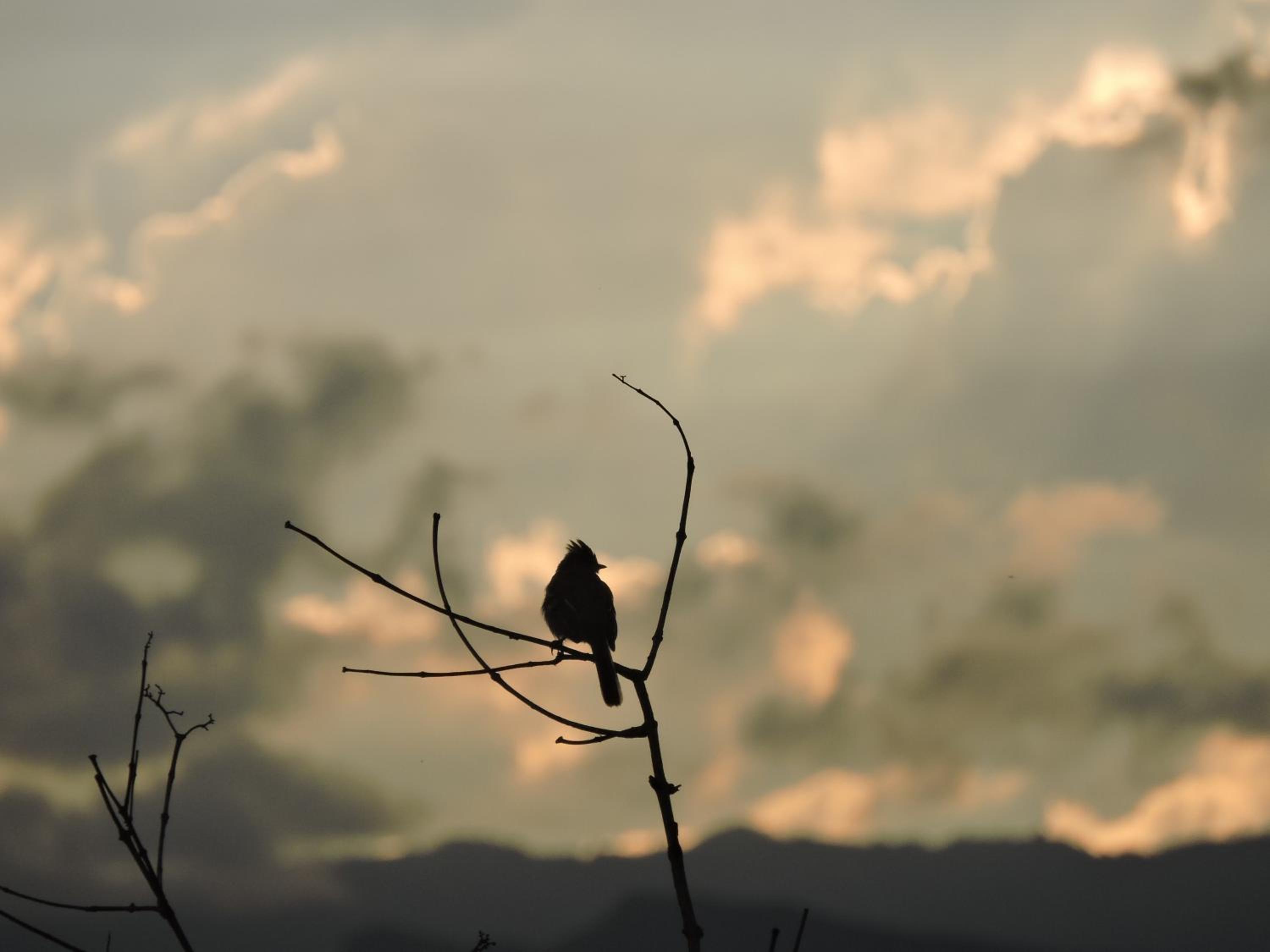 Eco-Cabanas Altozano Nimaima - Property Image 63