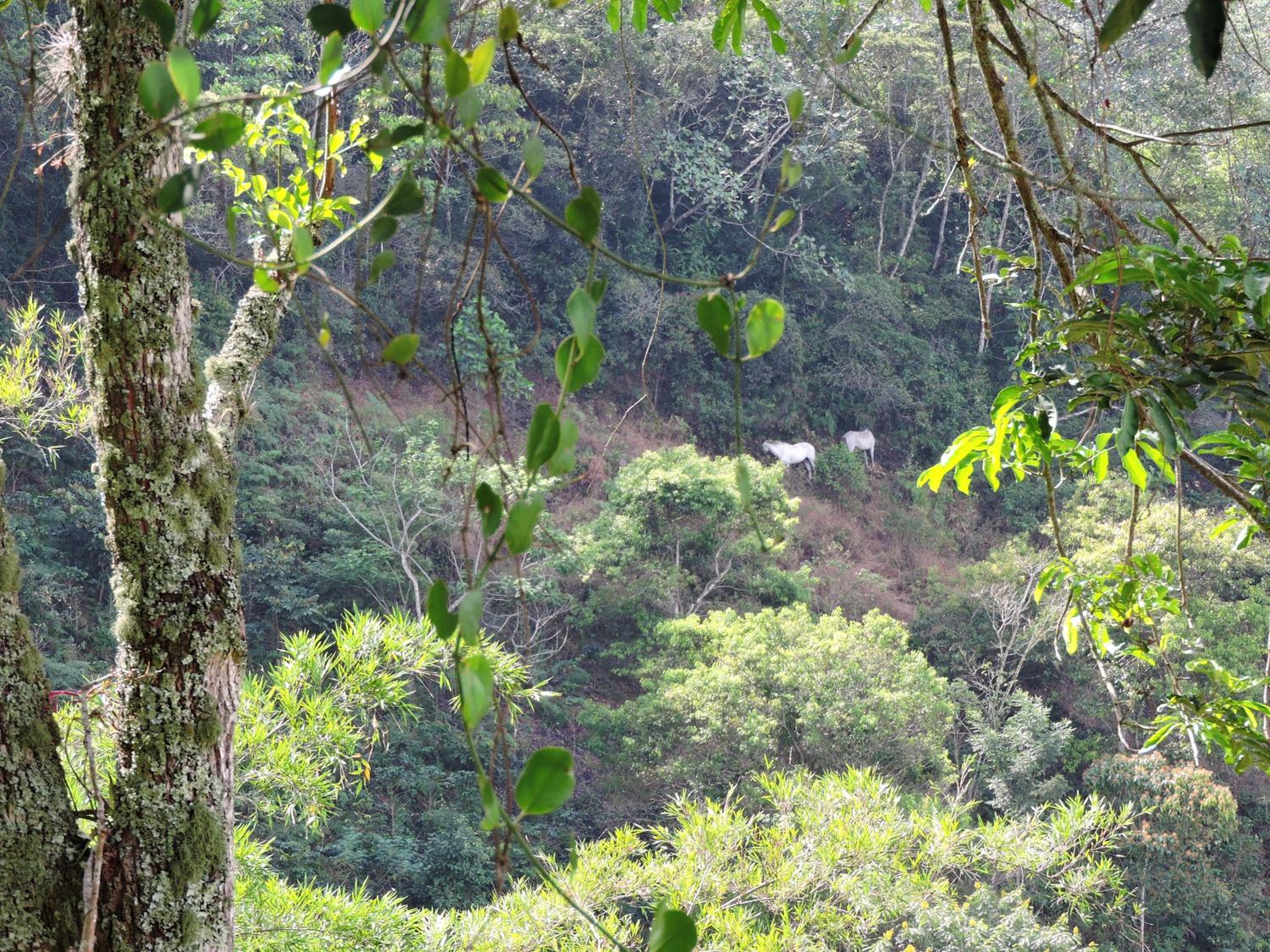 Eco-Cabanas Altozano Nimaima - Property Image 58