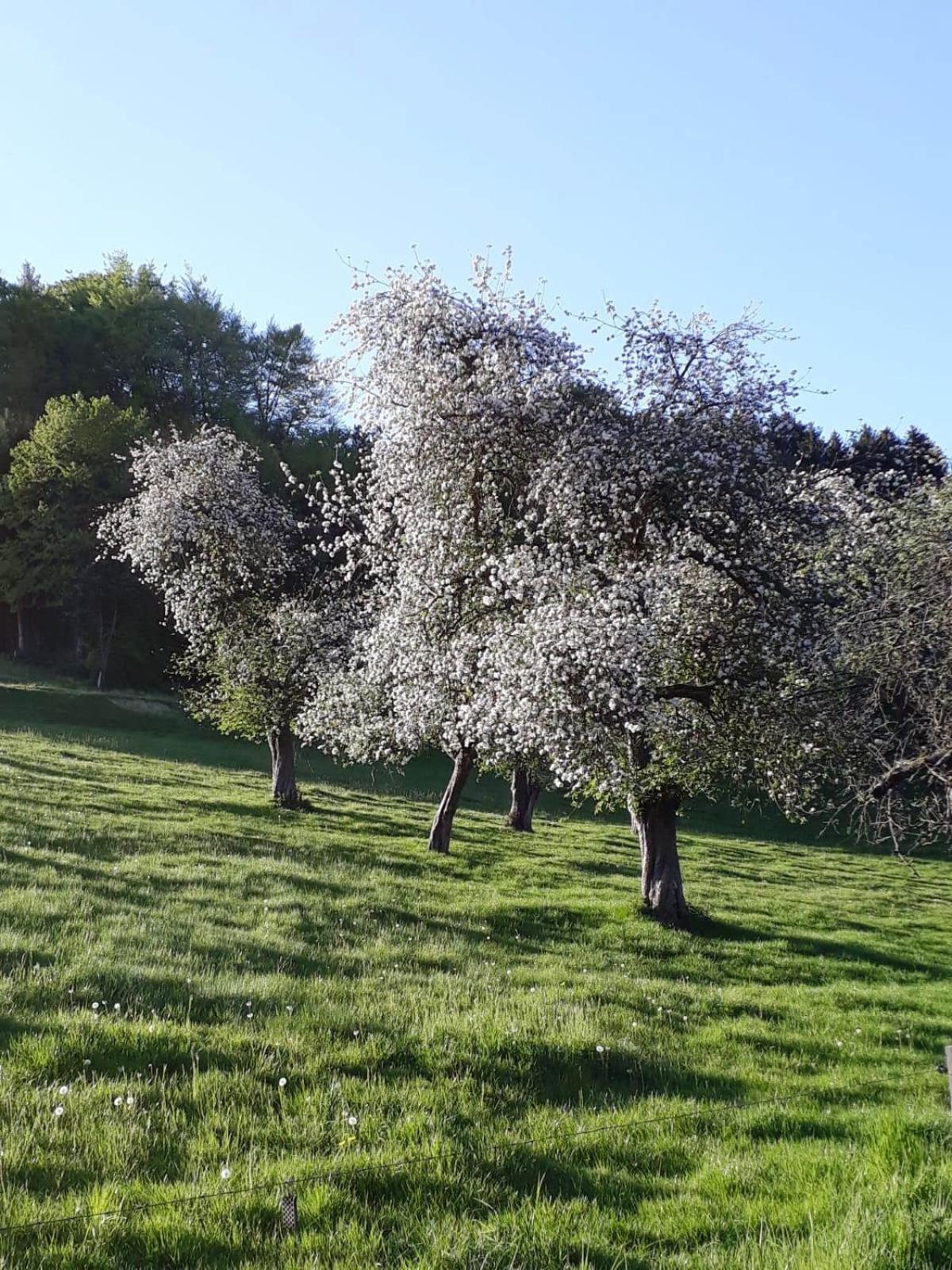 Bergische Ferienwohnung