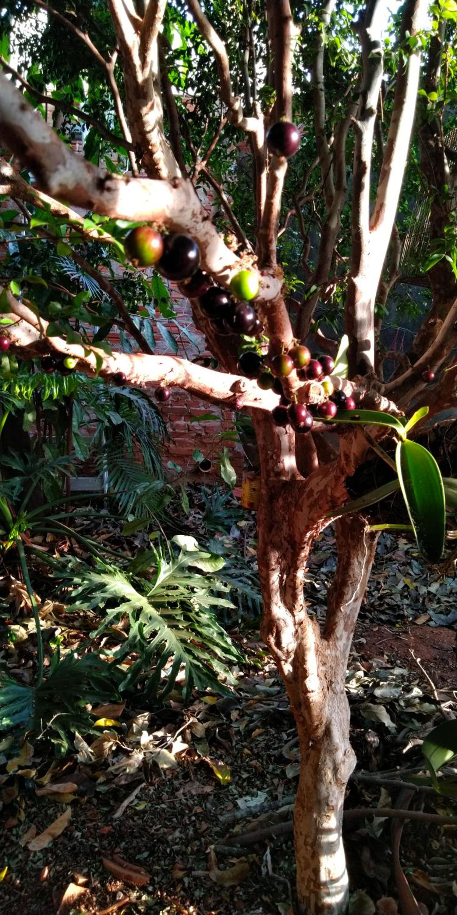 ACOMODAÇÃO Café com Arte